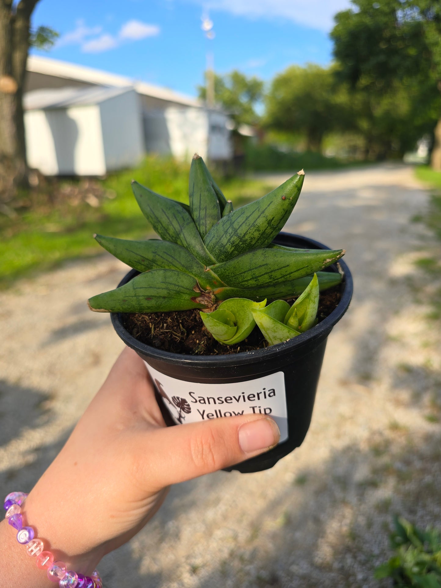 Sansevieria Yellow Tip