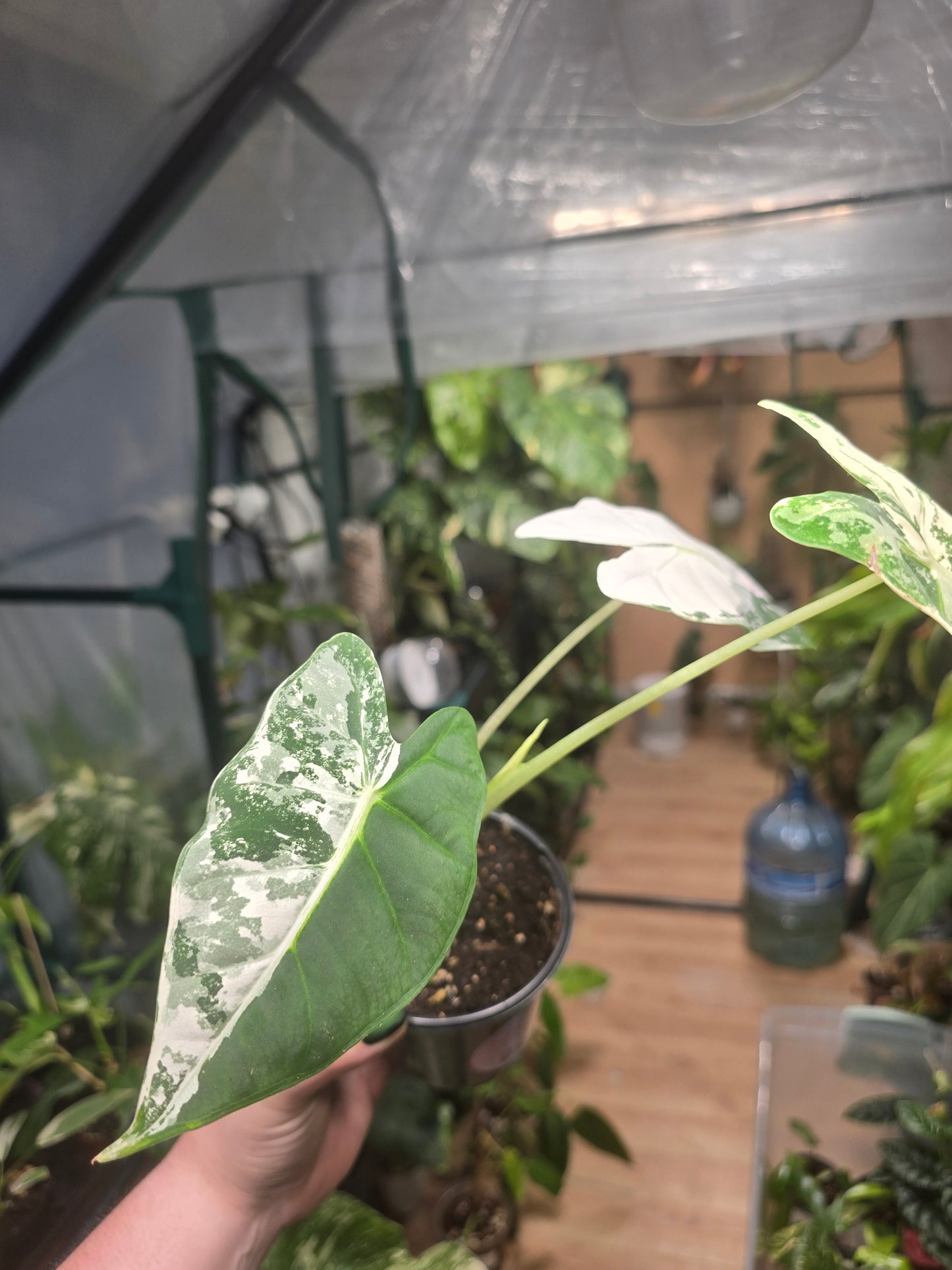 Variegated Alocasia Frydek (b)