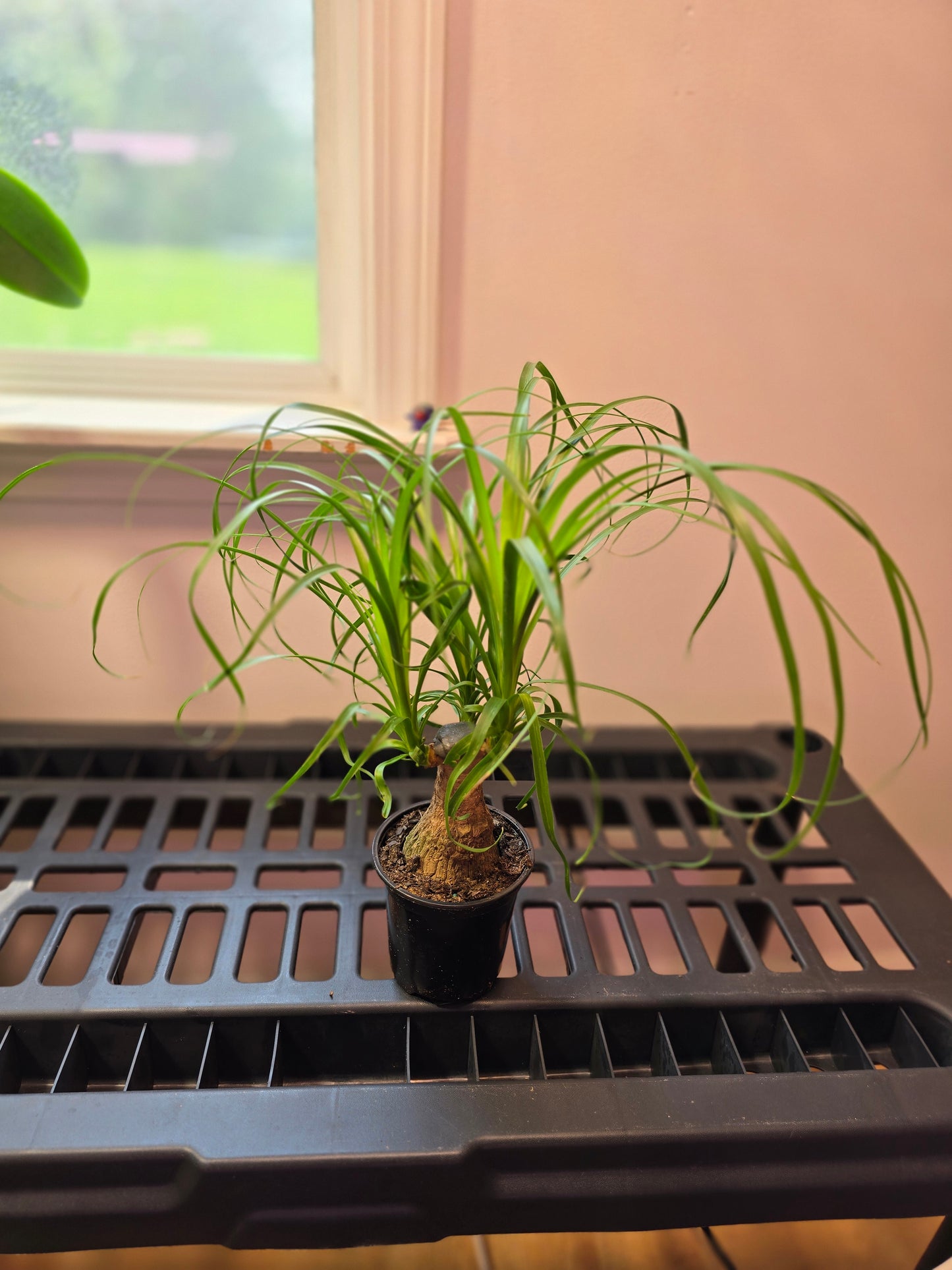 Ponytail Palm