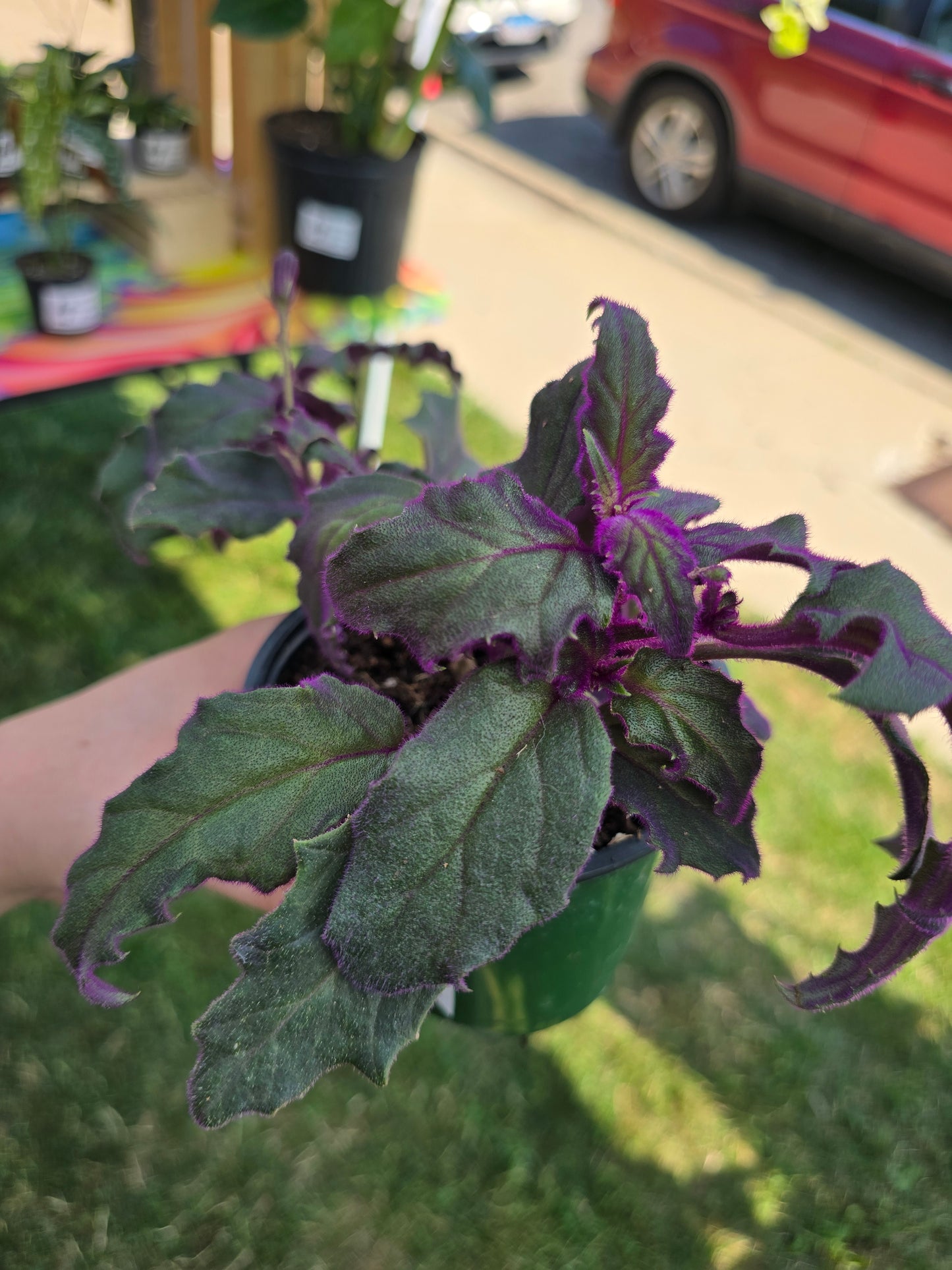 Purple Passion