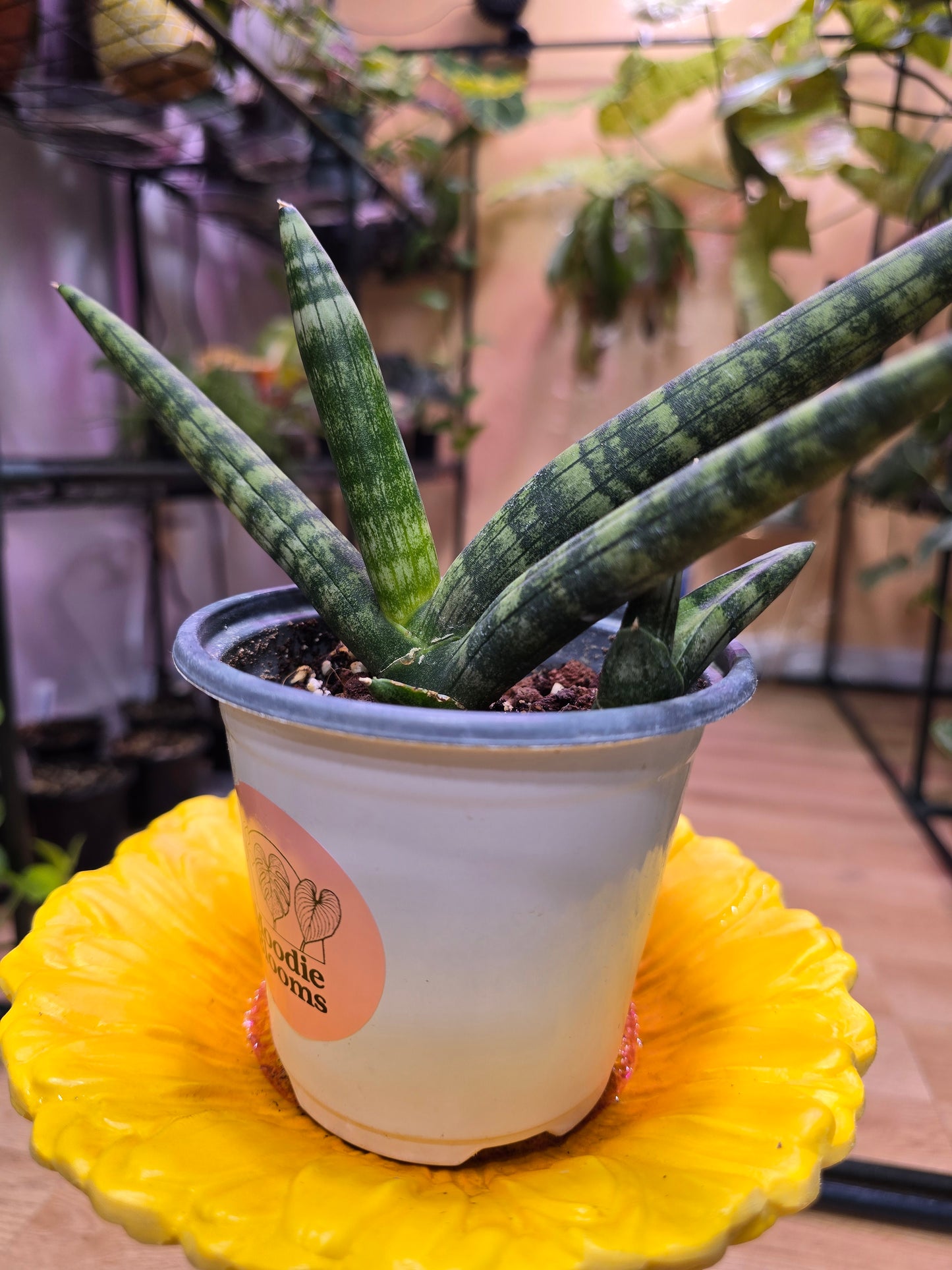 Sansevieria Starfish 08