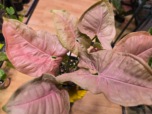 Syngonium Pink Passion