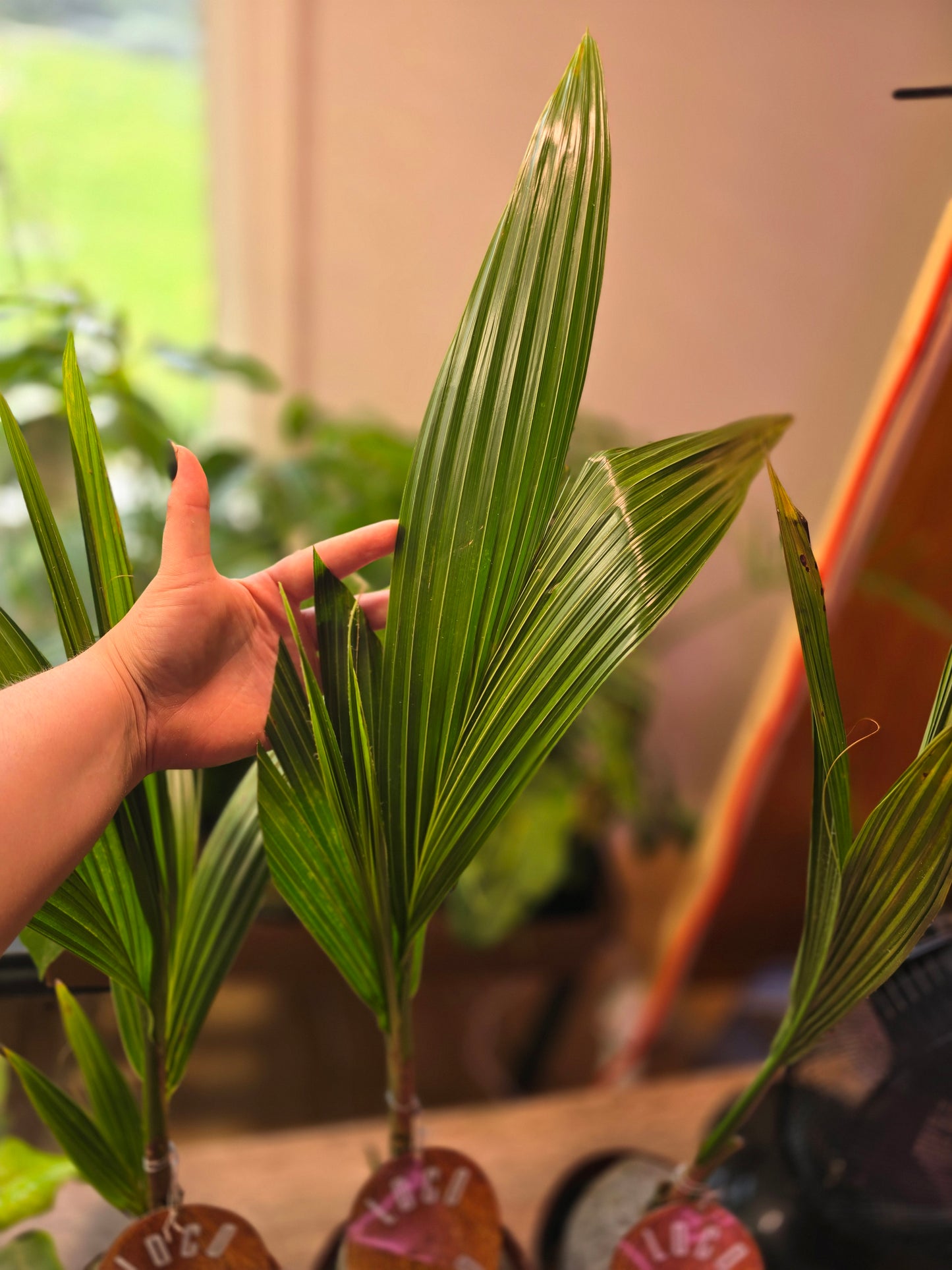 Coconut Palm