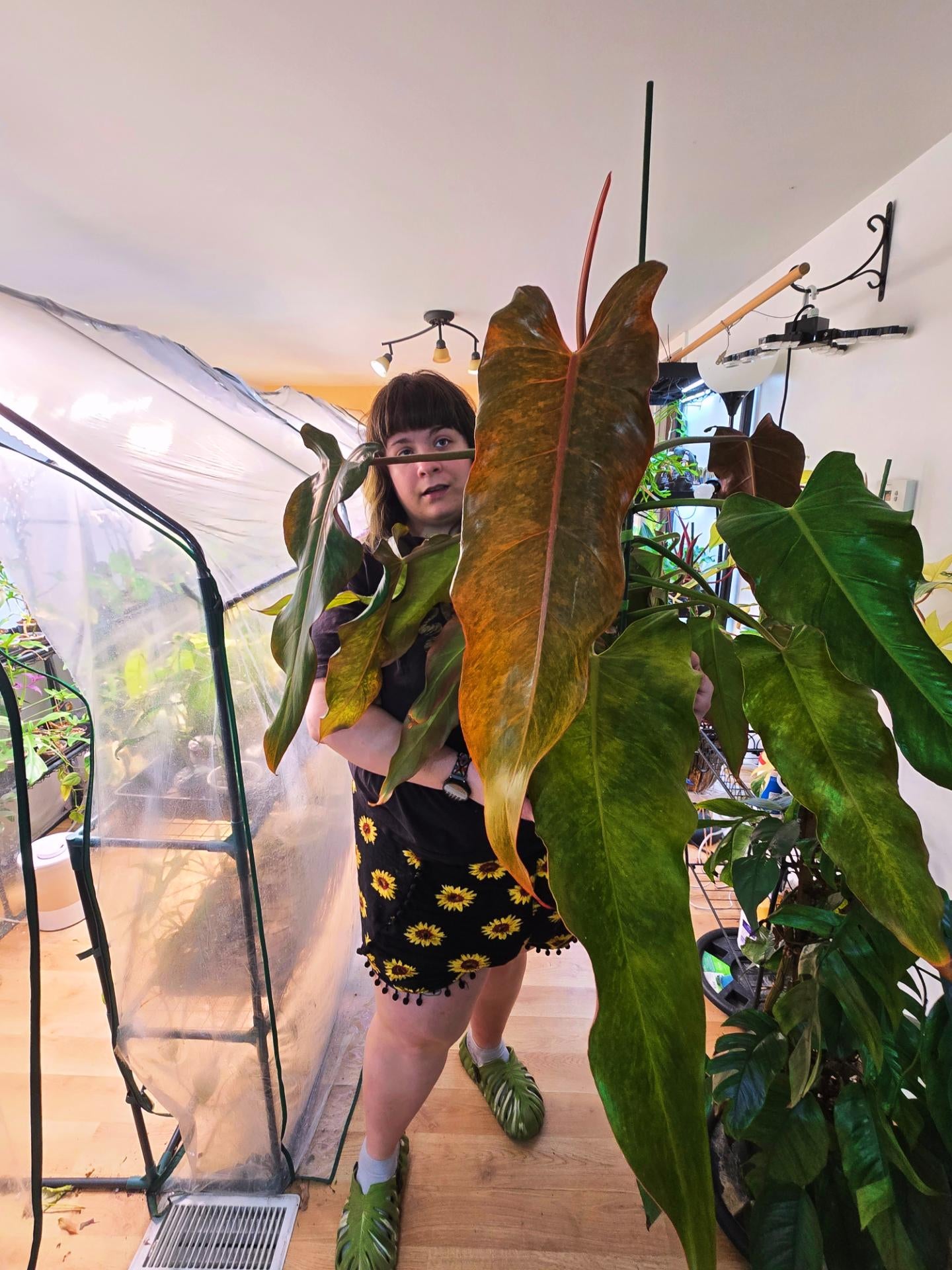 Philodendron Orange Marmalade