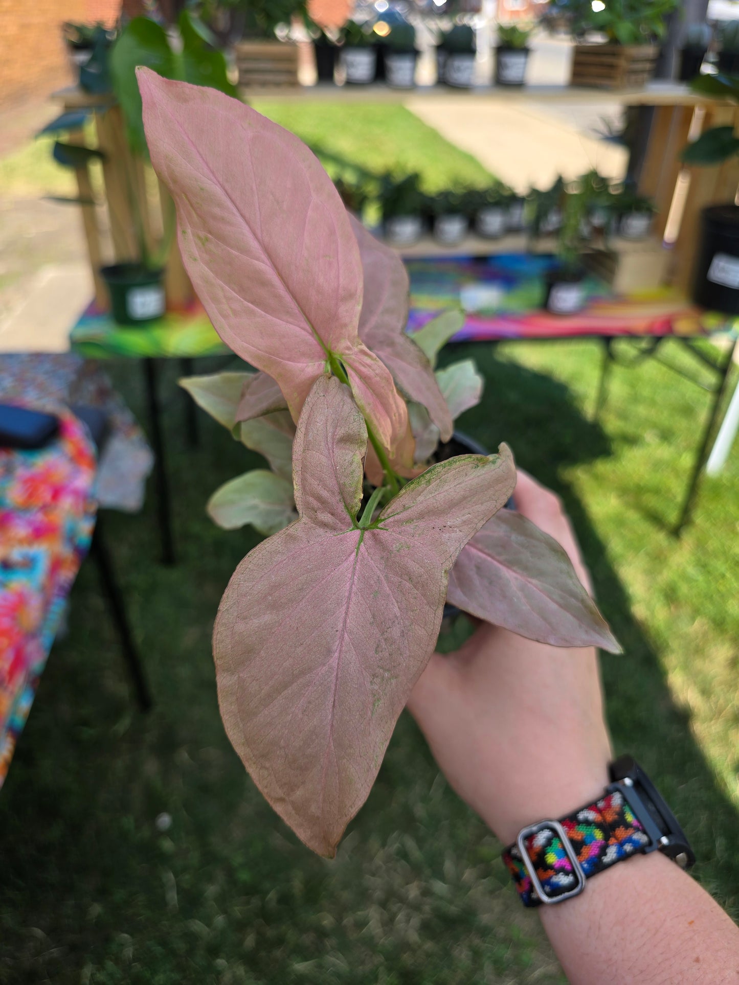 Syngonium