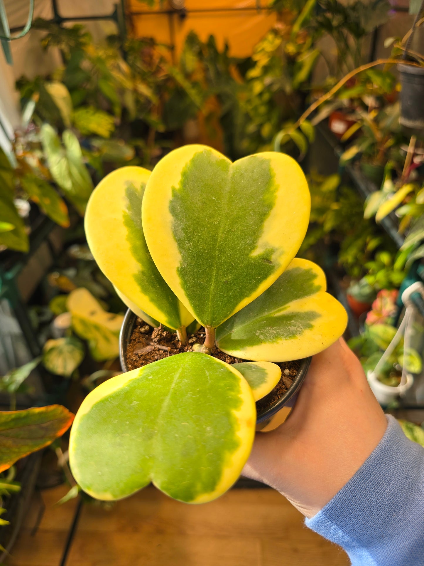 Hoya kerrii Outer Variegated– Sweetheart Wax Plant | 3″ Pot