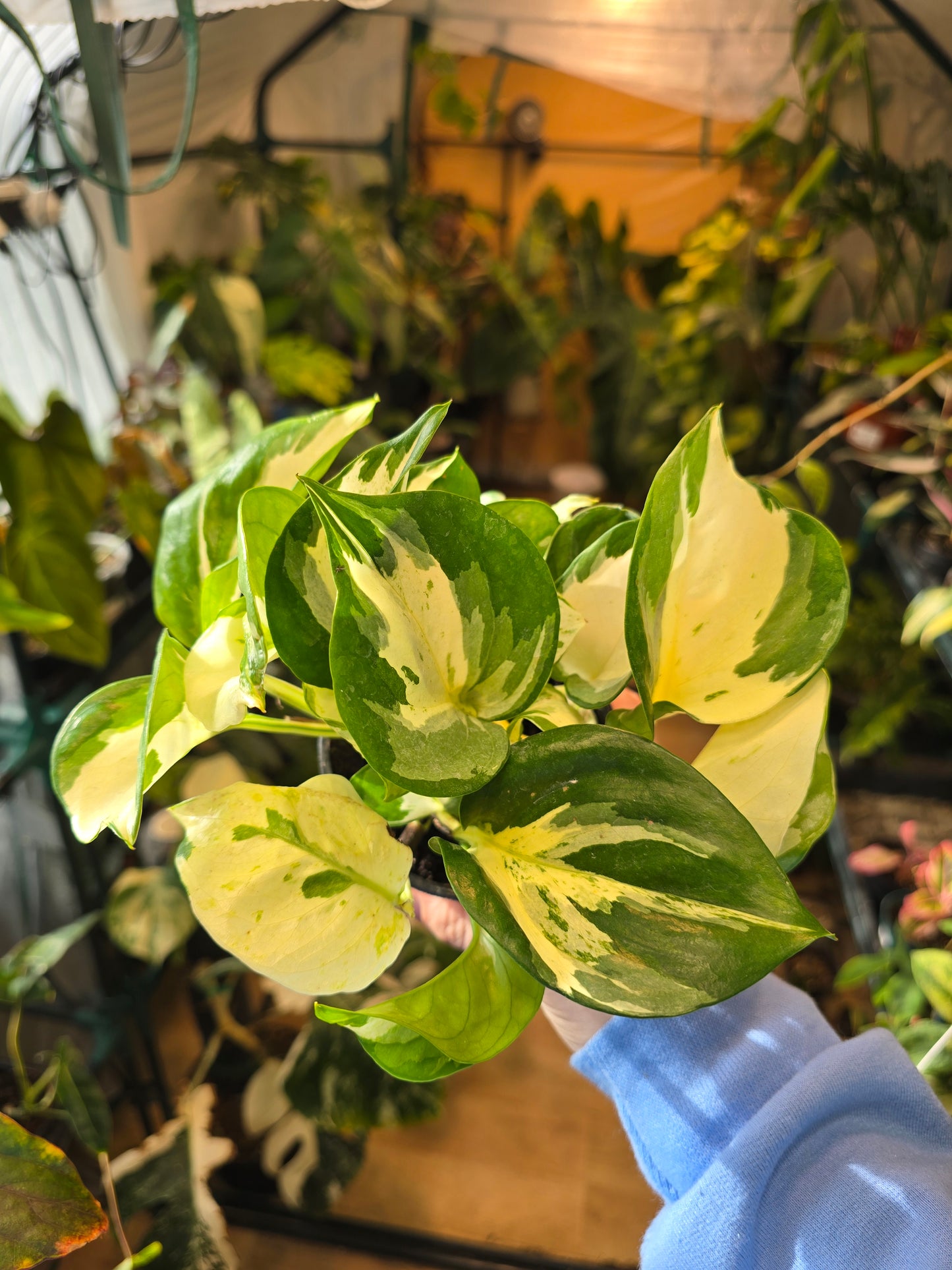 Manjula Pothos – Rare Variegated Trailing Vine