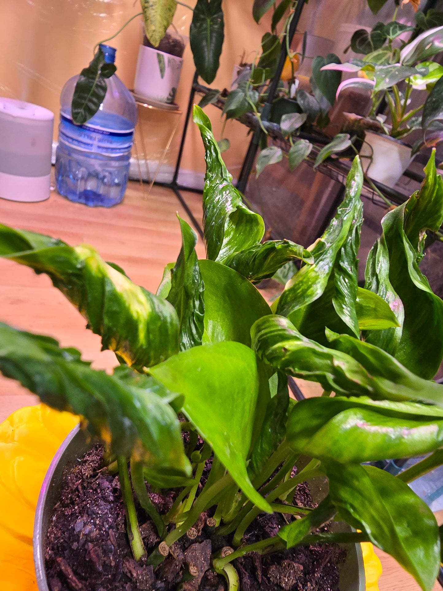 Epipremnum Shangri-La