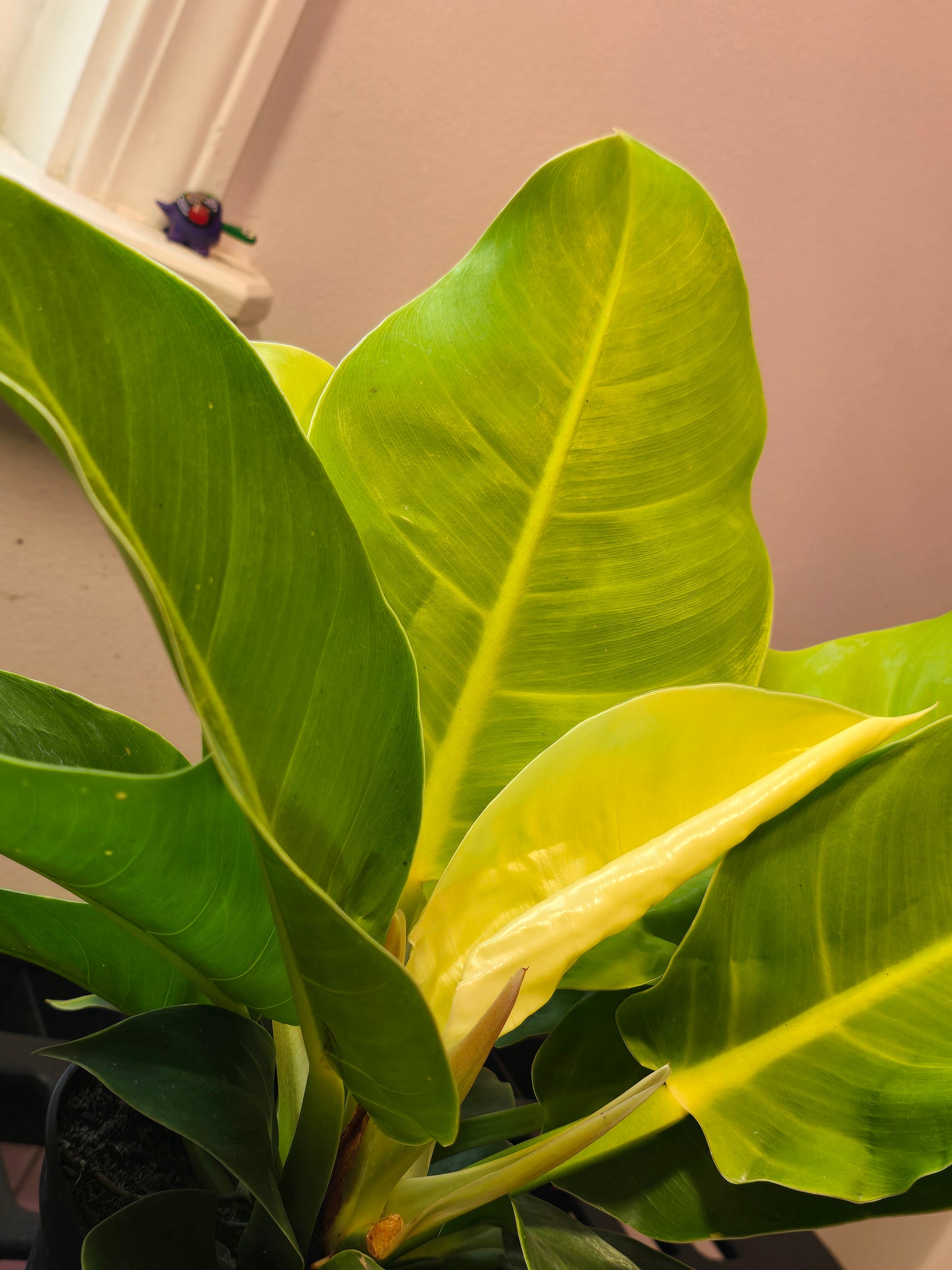 Philodendron Moonlight