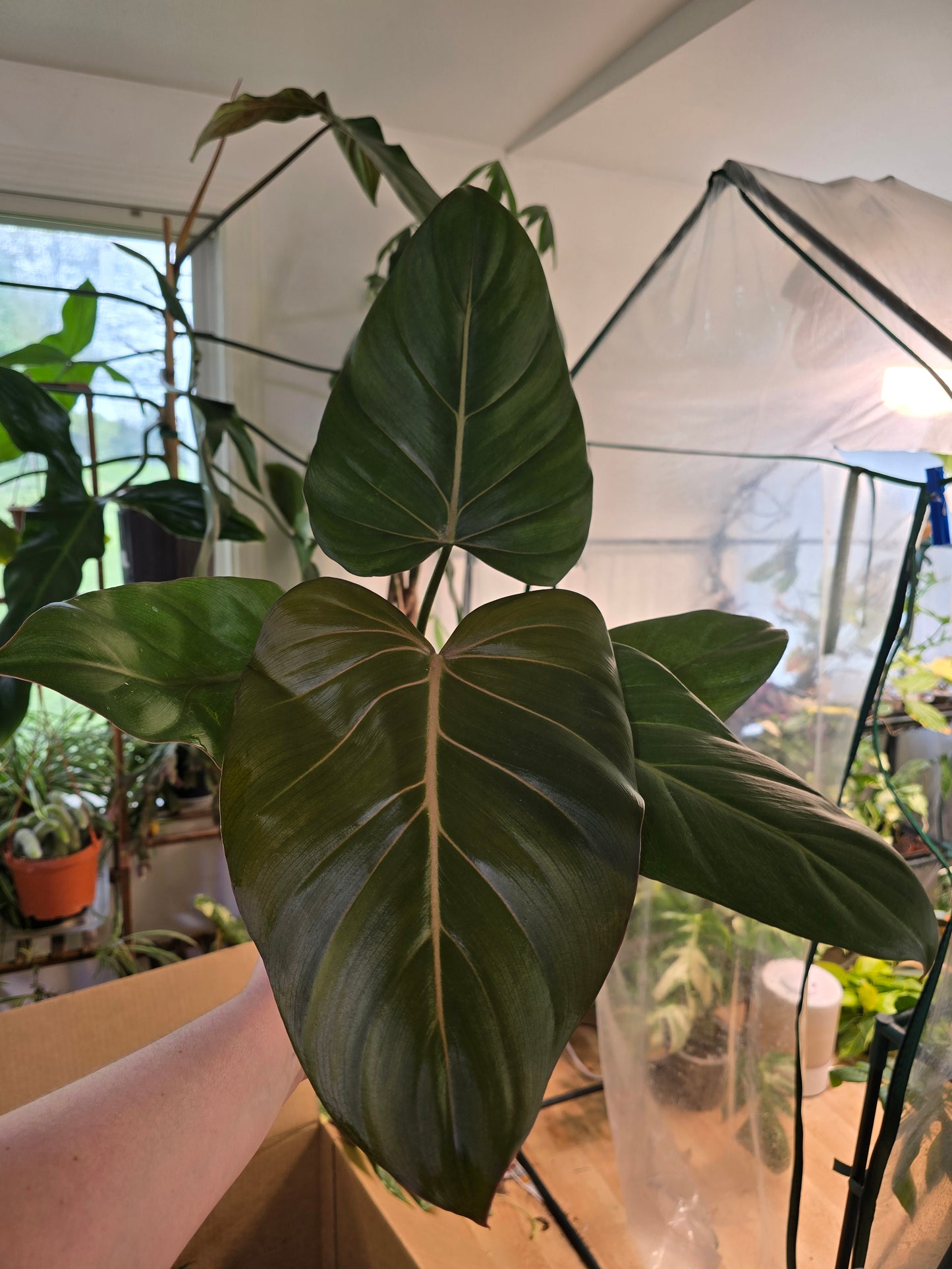 Philodendron Summer Glory