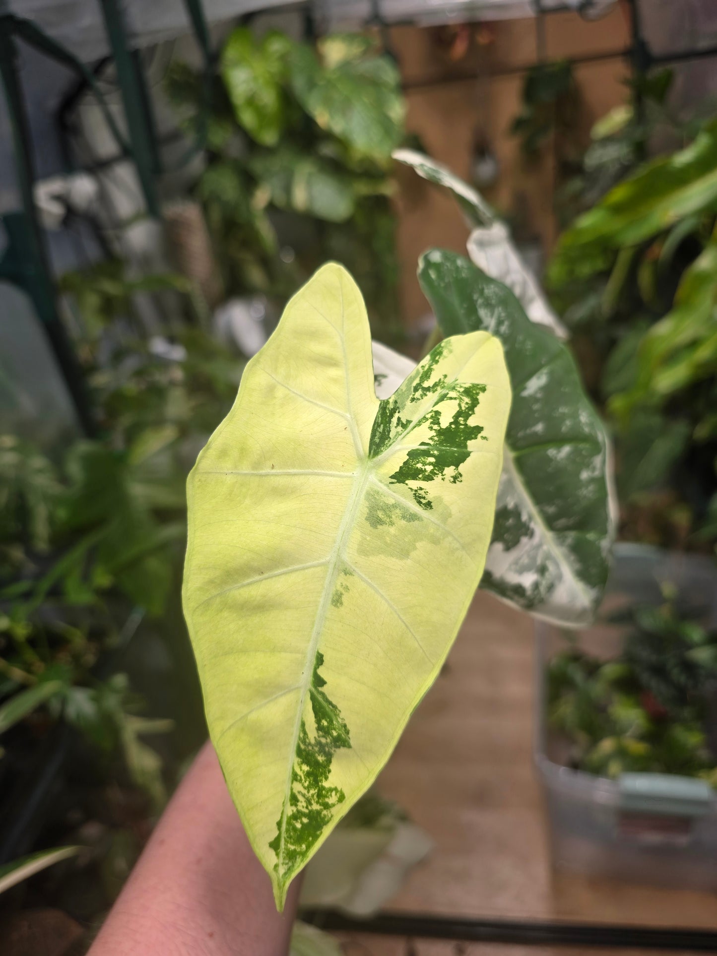 Variegated Alocasia Frydek (a)