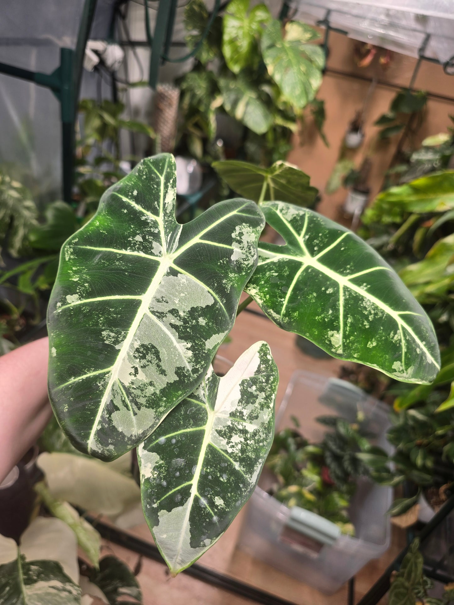 Variegated Alocasia Frydek