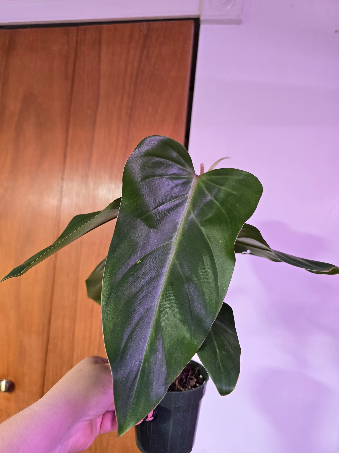 Lincoln Park Zoo Philodendron