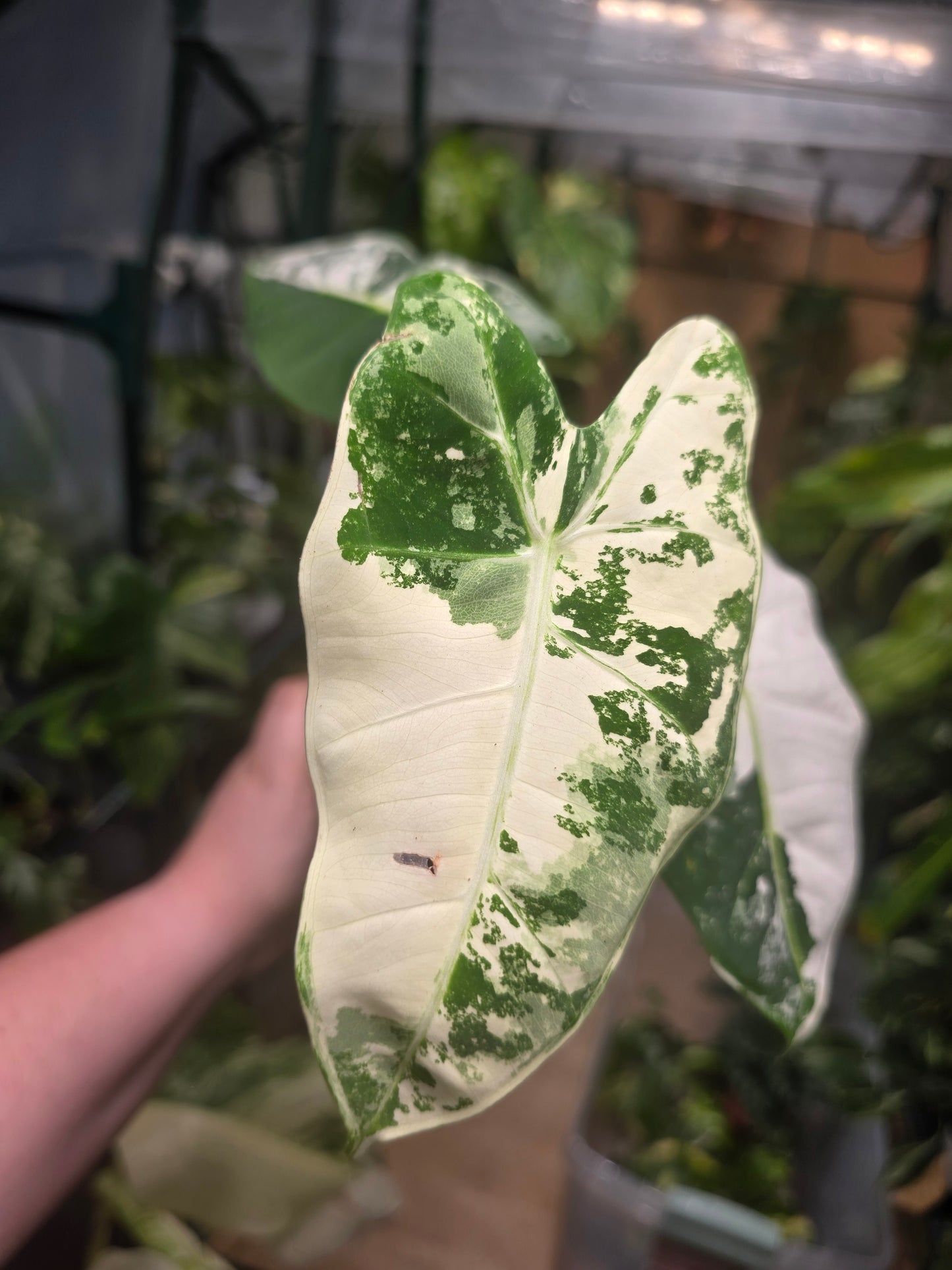 Variegated Alocasia Frydek (b)