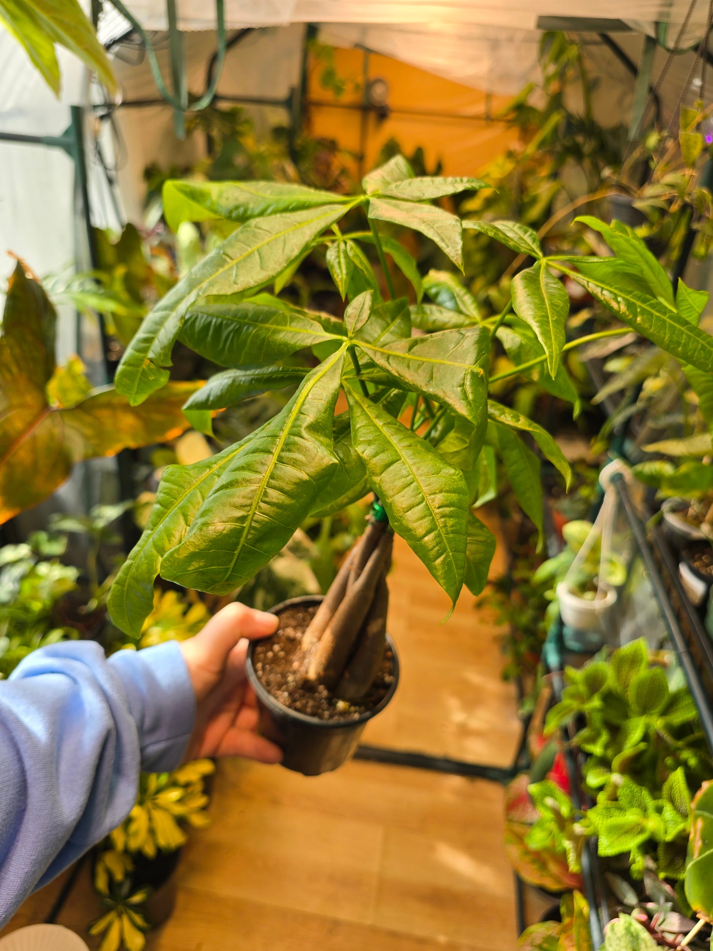 Money Tree (Pachira) 4' Pot