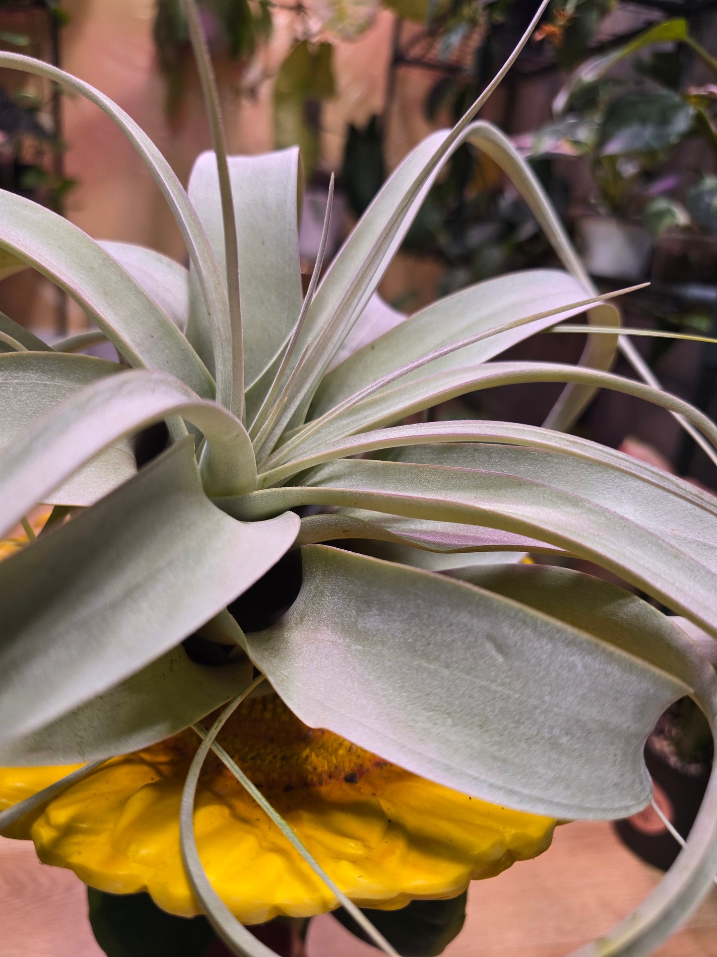 Tillandsia Xerographica