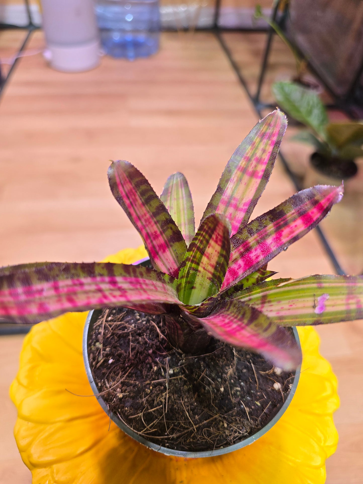 Neoregelia Bromeliad 09