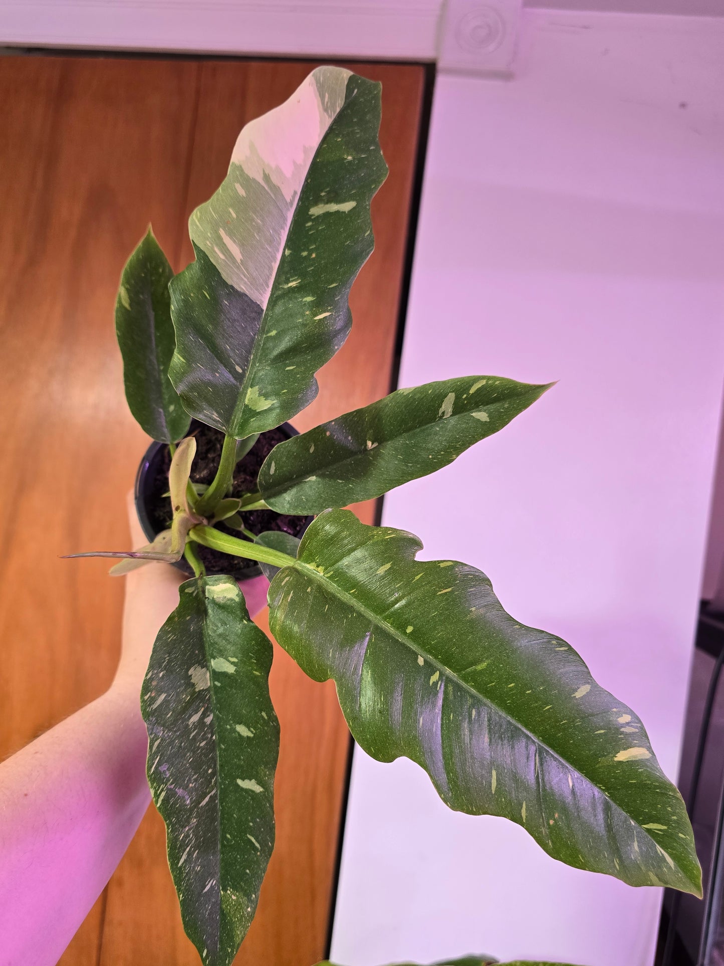 Ring of Fire Philodendron