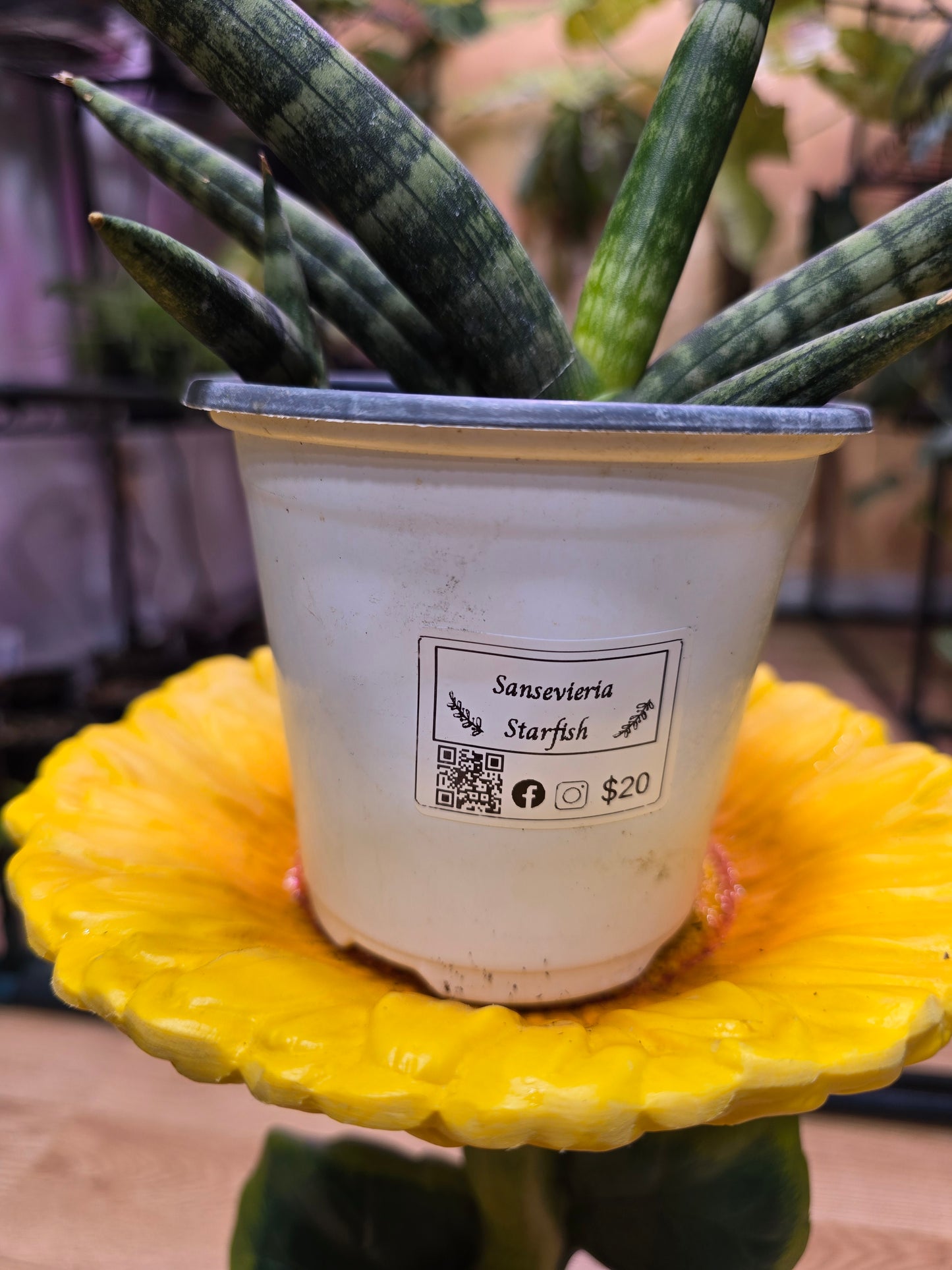 Sansevieria Starfish 08
