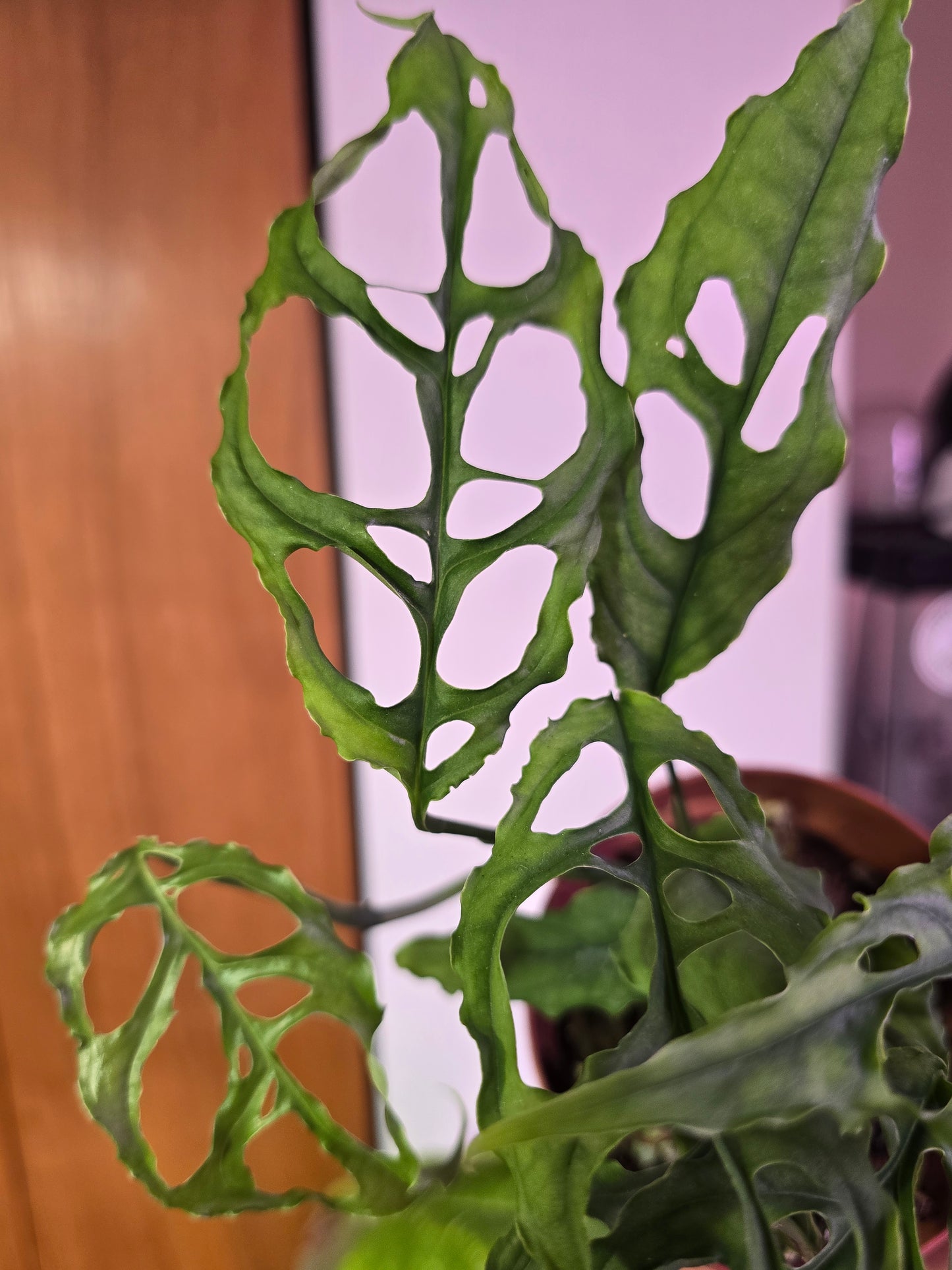Monstera Obliqua
