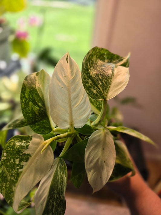 Jose Buono Fiesta (A)