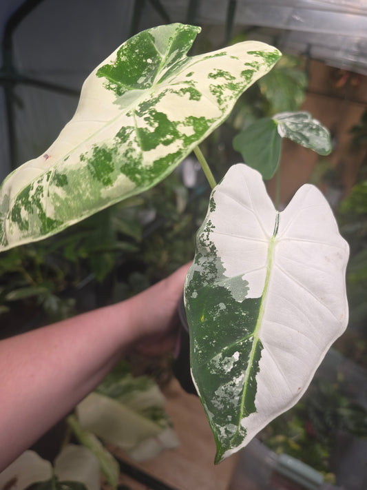 Variegated Alocasia Frydek (b)