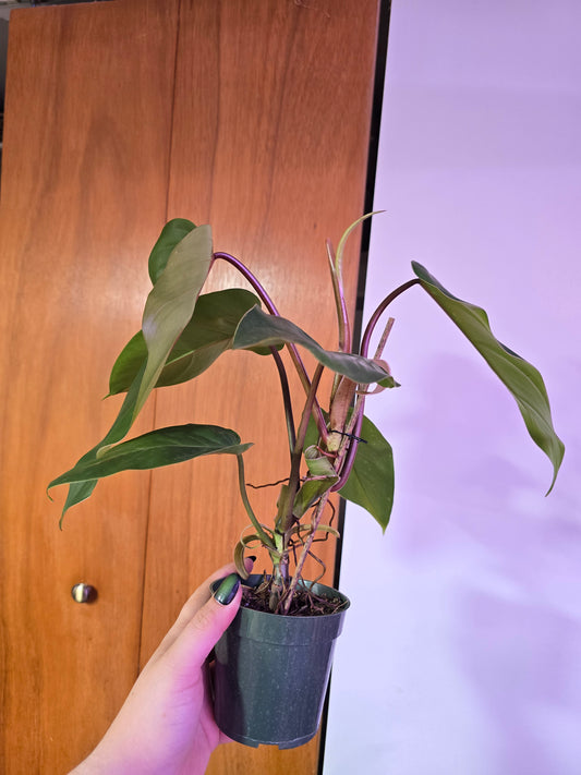 Lincoln Park Zoo Philodendron