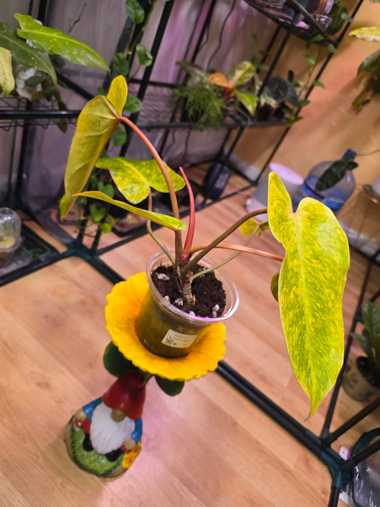 Philodendron Painted Lady 06