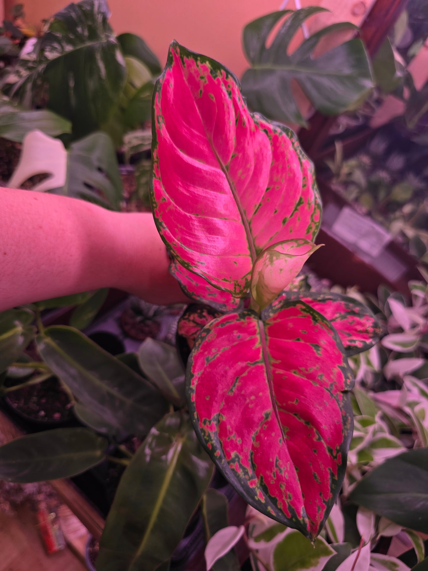Agleonema Red Valentine