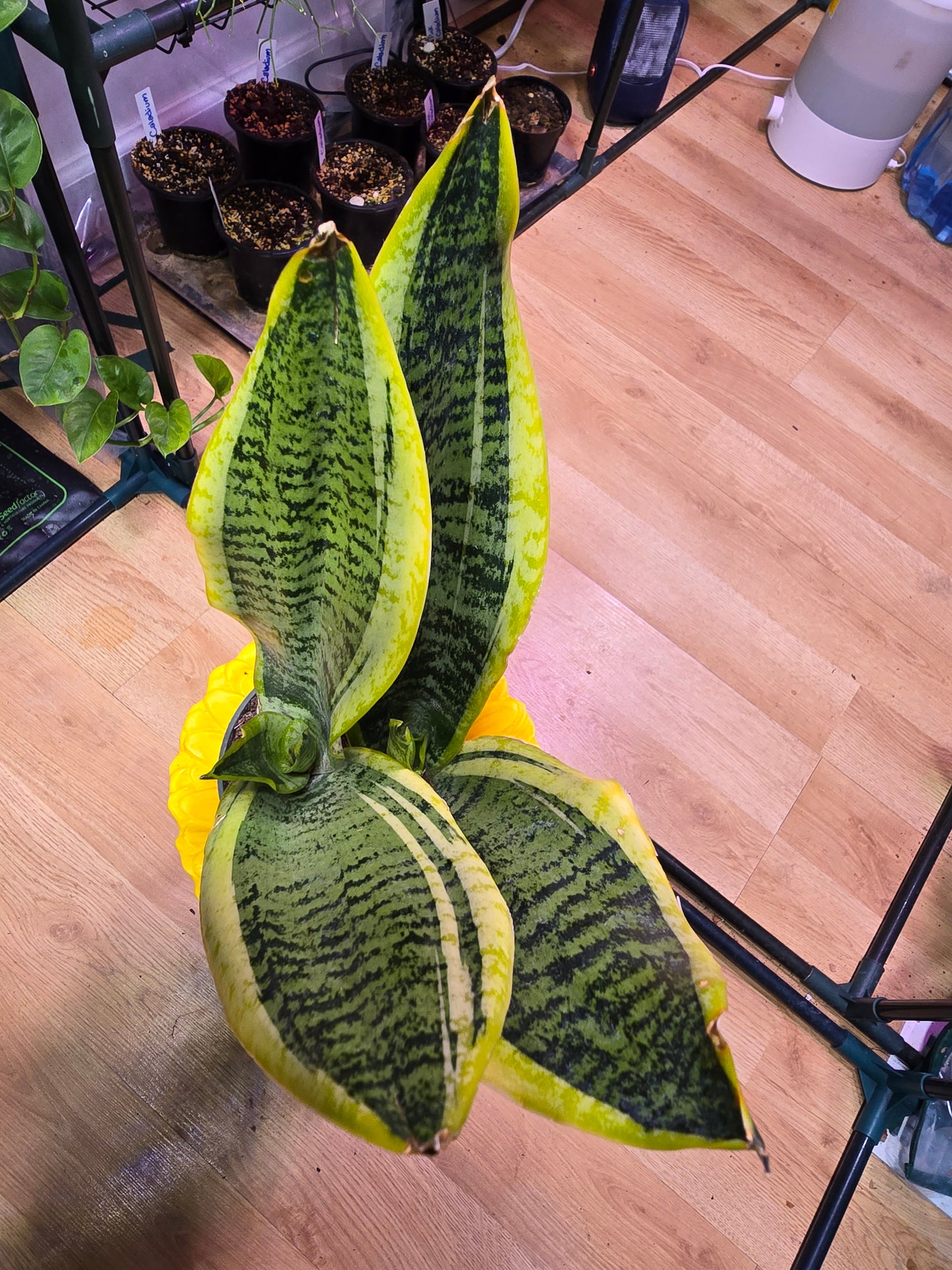 Sansevieria Laurentii