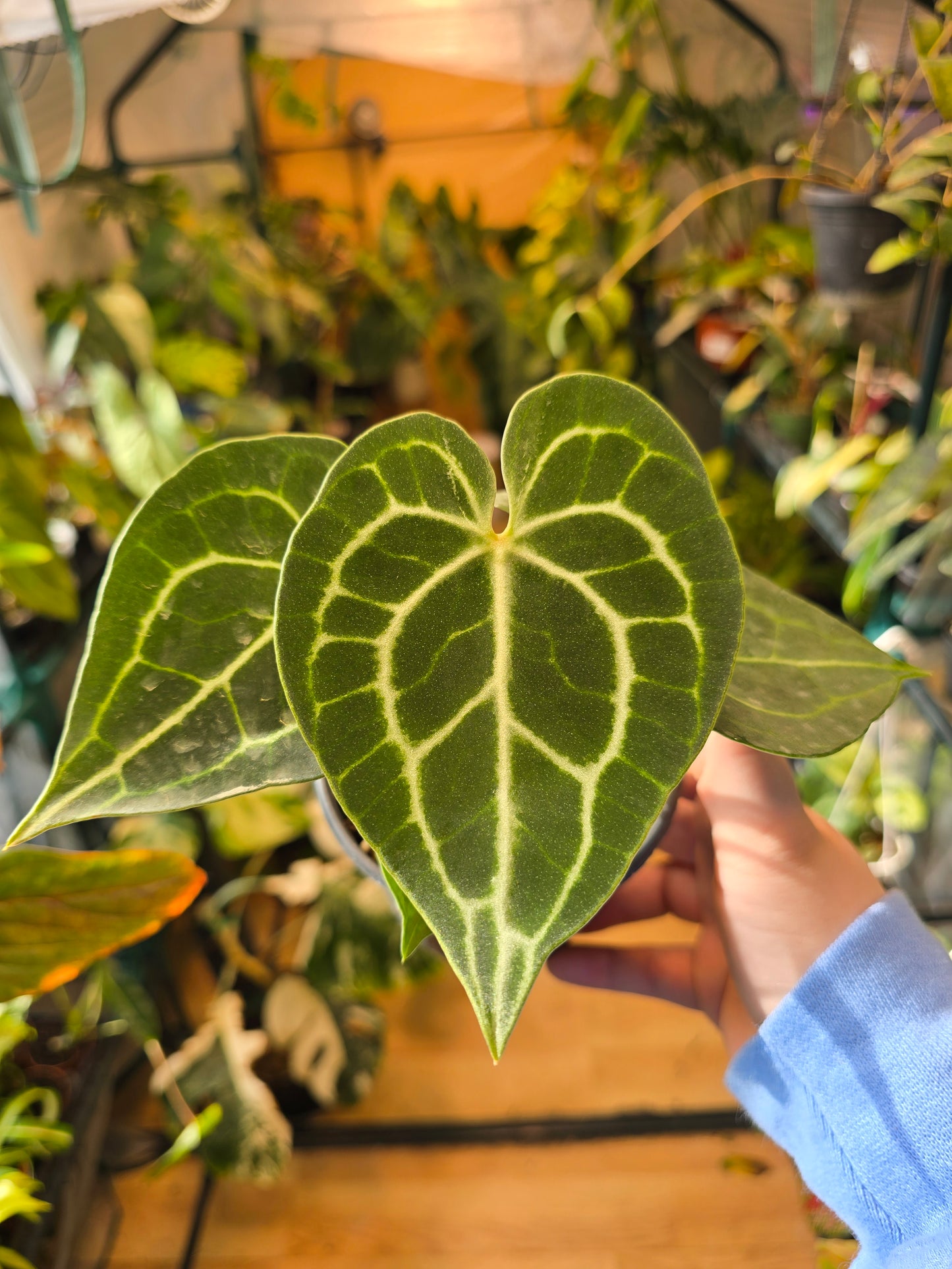 Anthurium clarinervium – Velvet Veined Collector Anthurium