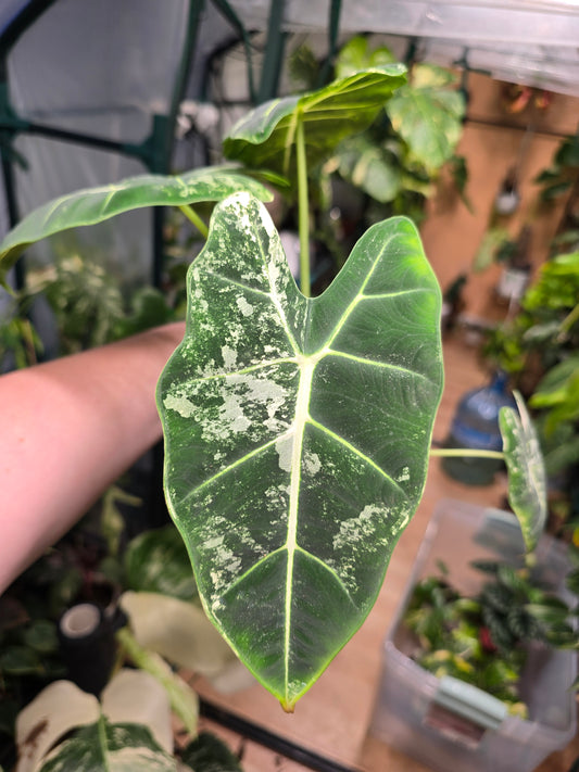 Variegated Alocasia Frydek