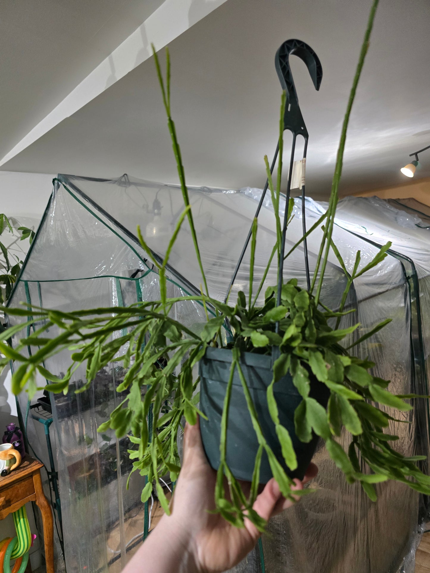 Rhipsalis ewaldiana 'Mistletoe Cactus'