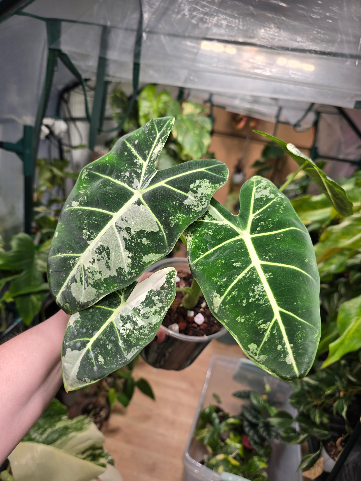 Variegated Alocasia Frydek