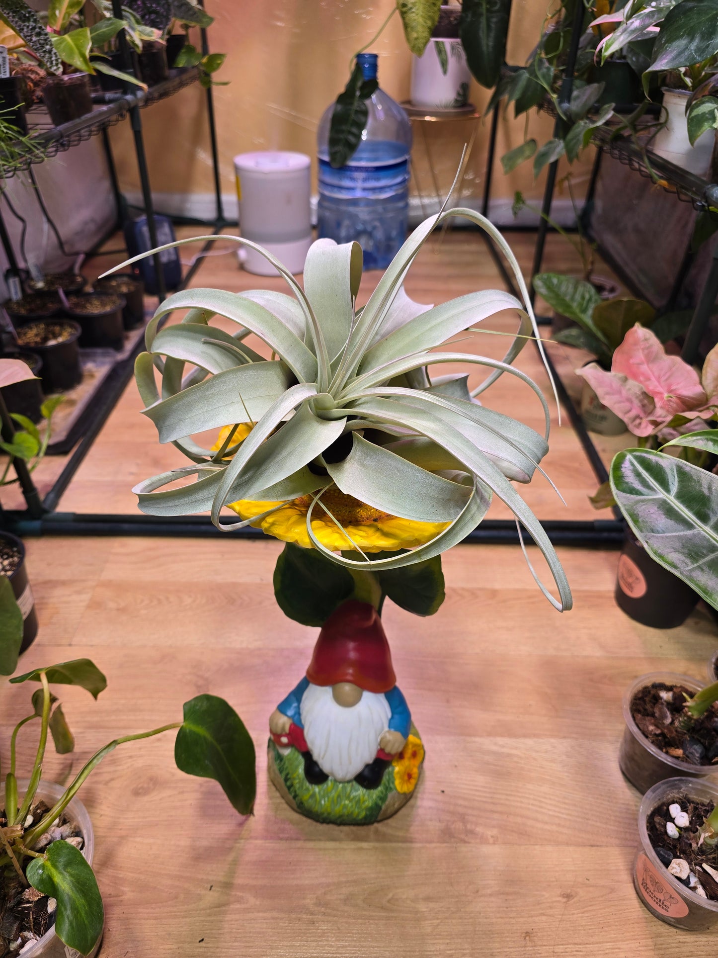 Tillandsia Xerographica