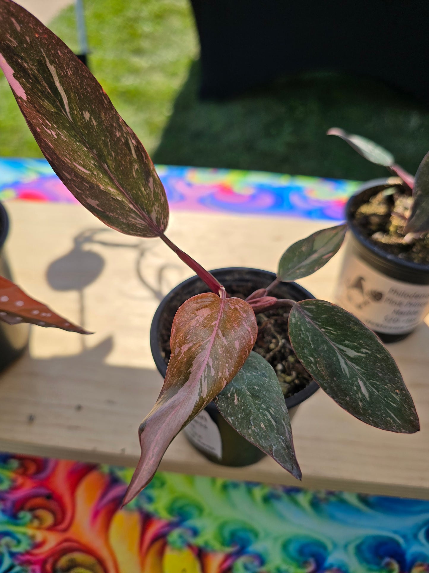 4" Philodendron 'Pink Princess Galaxy Marble'