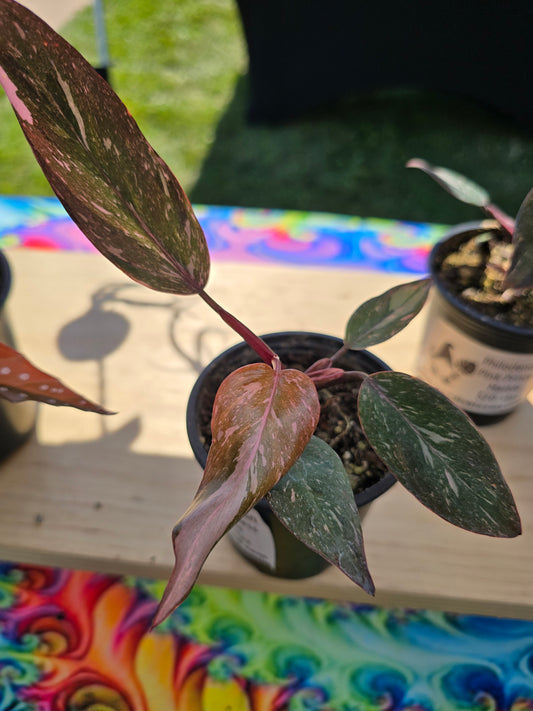 4" Philodendron 'Pink Princess Galaxy Marble'