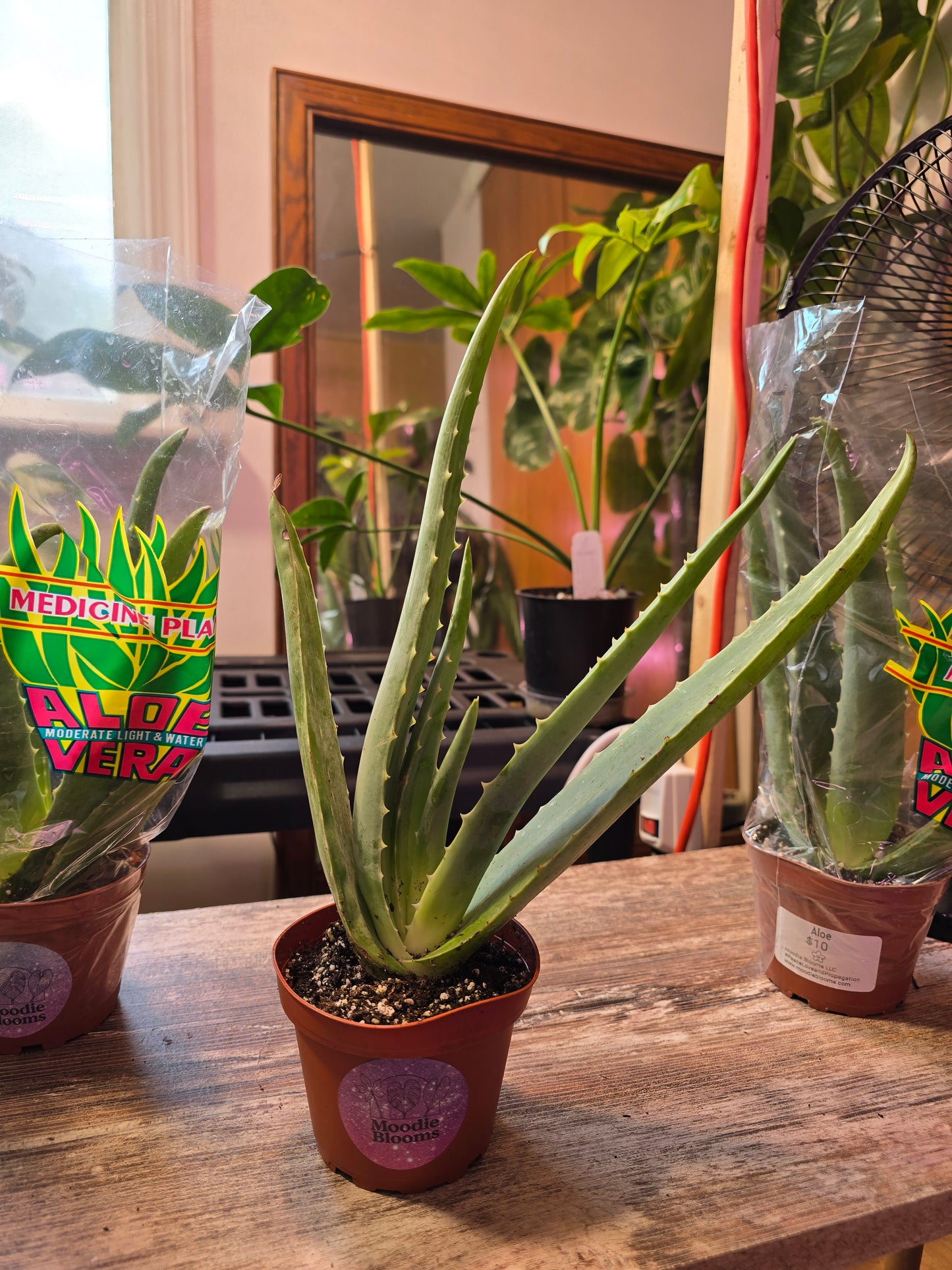 Aloe Vera