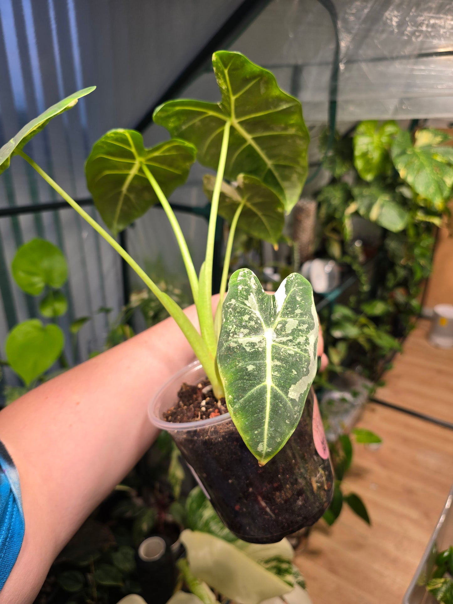 Variegated Alocasia Frydek