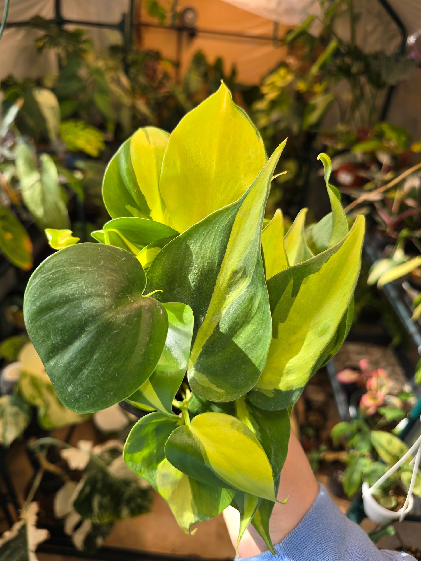 Philodendron Brasil