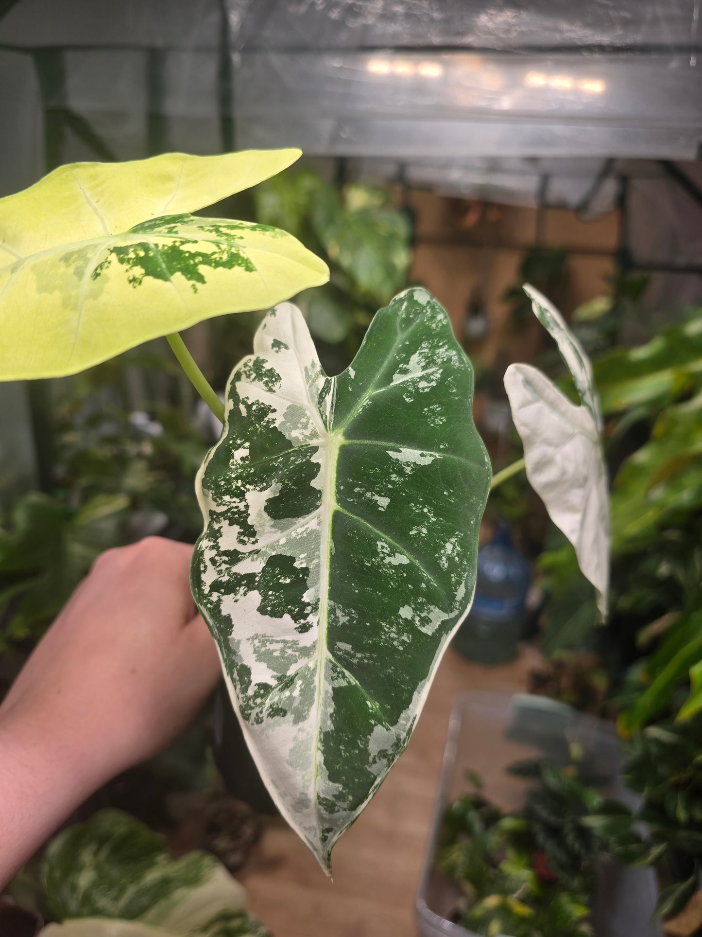 Variegated Alocasia Frydek (a)