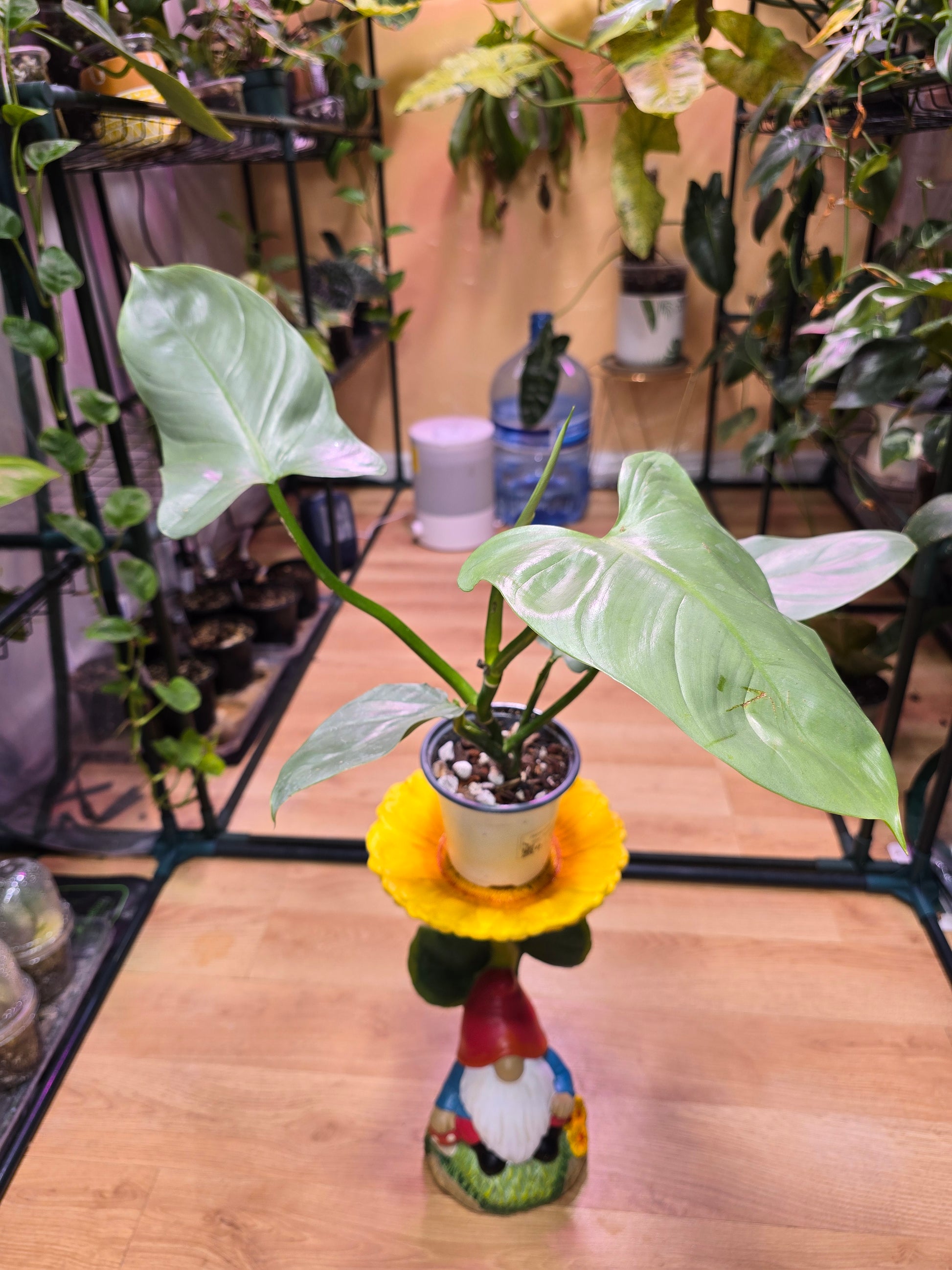 Philodendron Silver Sword 07