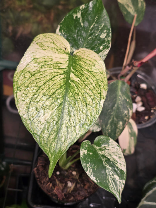 White Monster Monstera