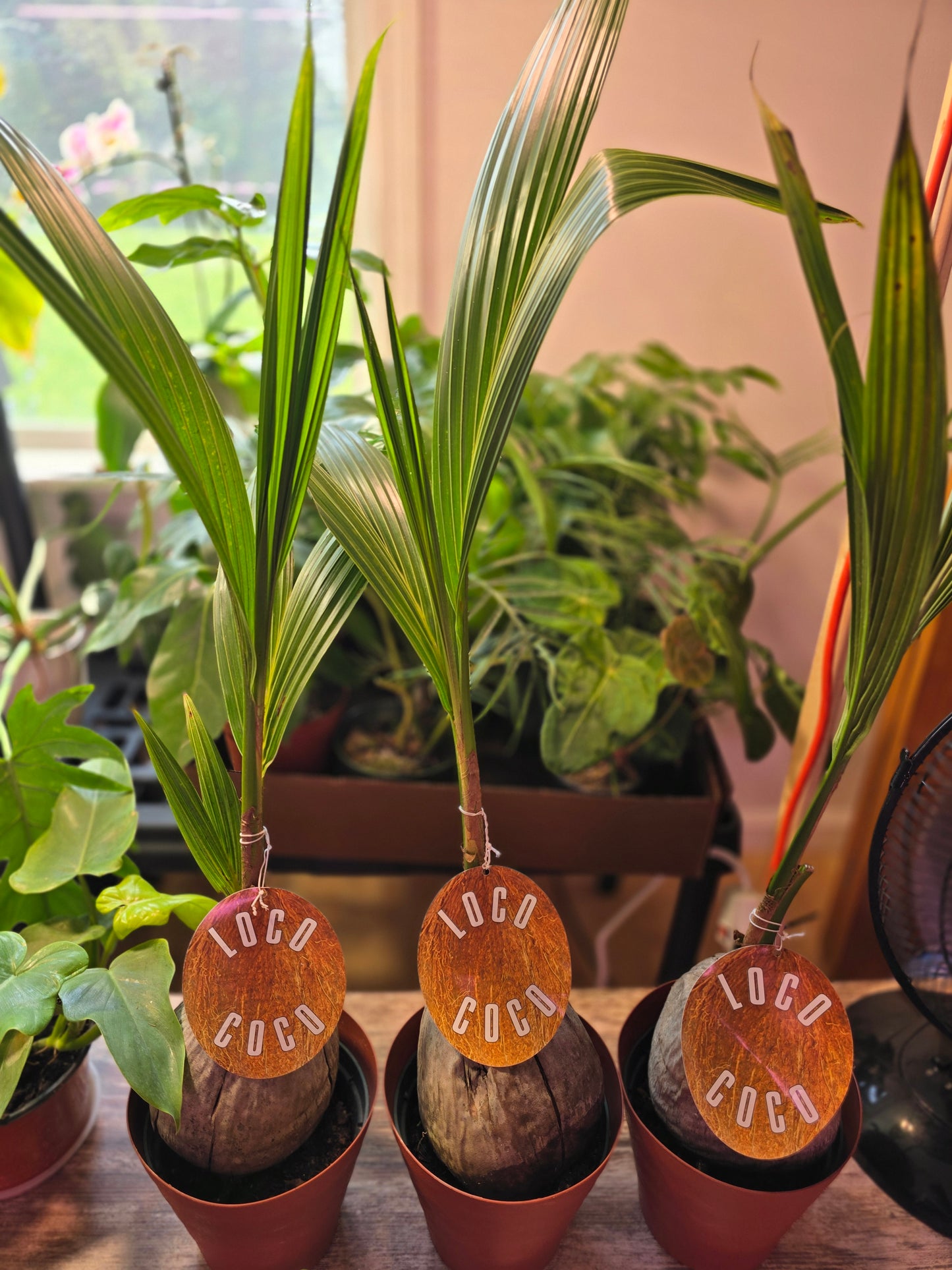 Coconut Palm