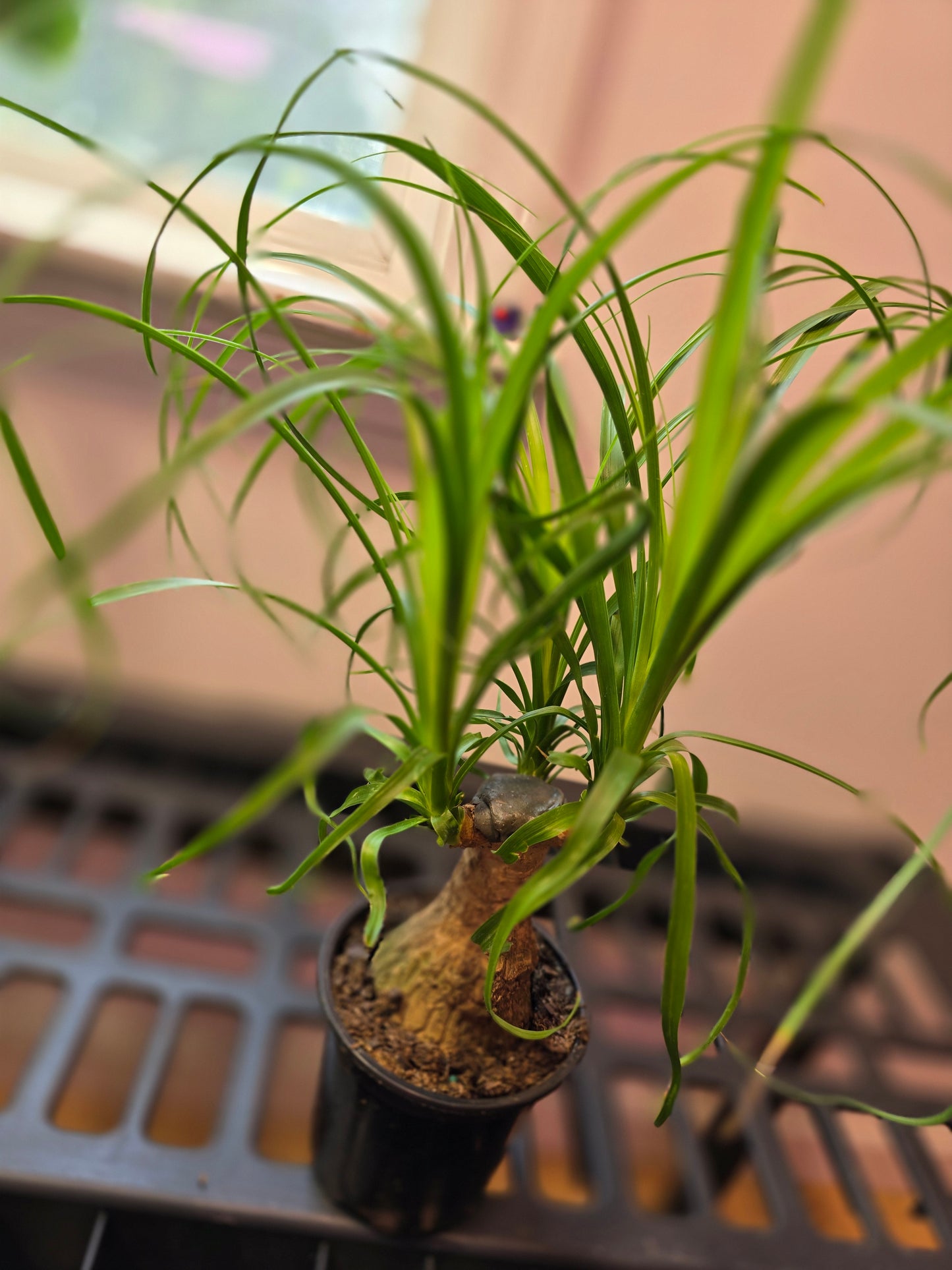 Ponytail Palm