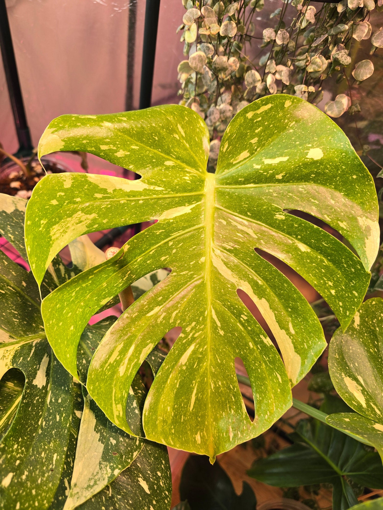 Monstera