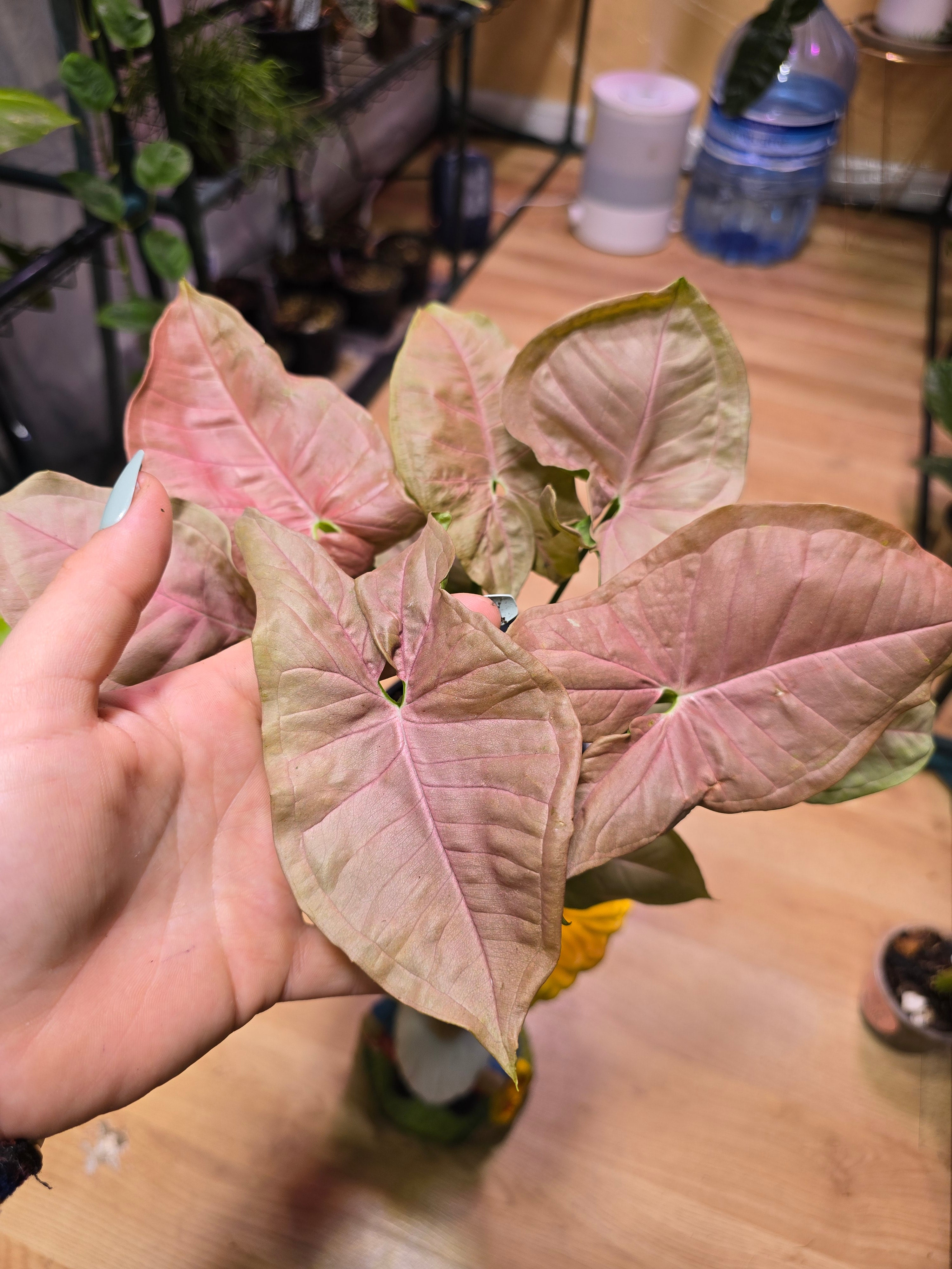 Syngonium