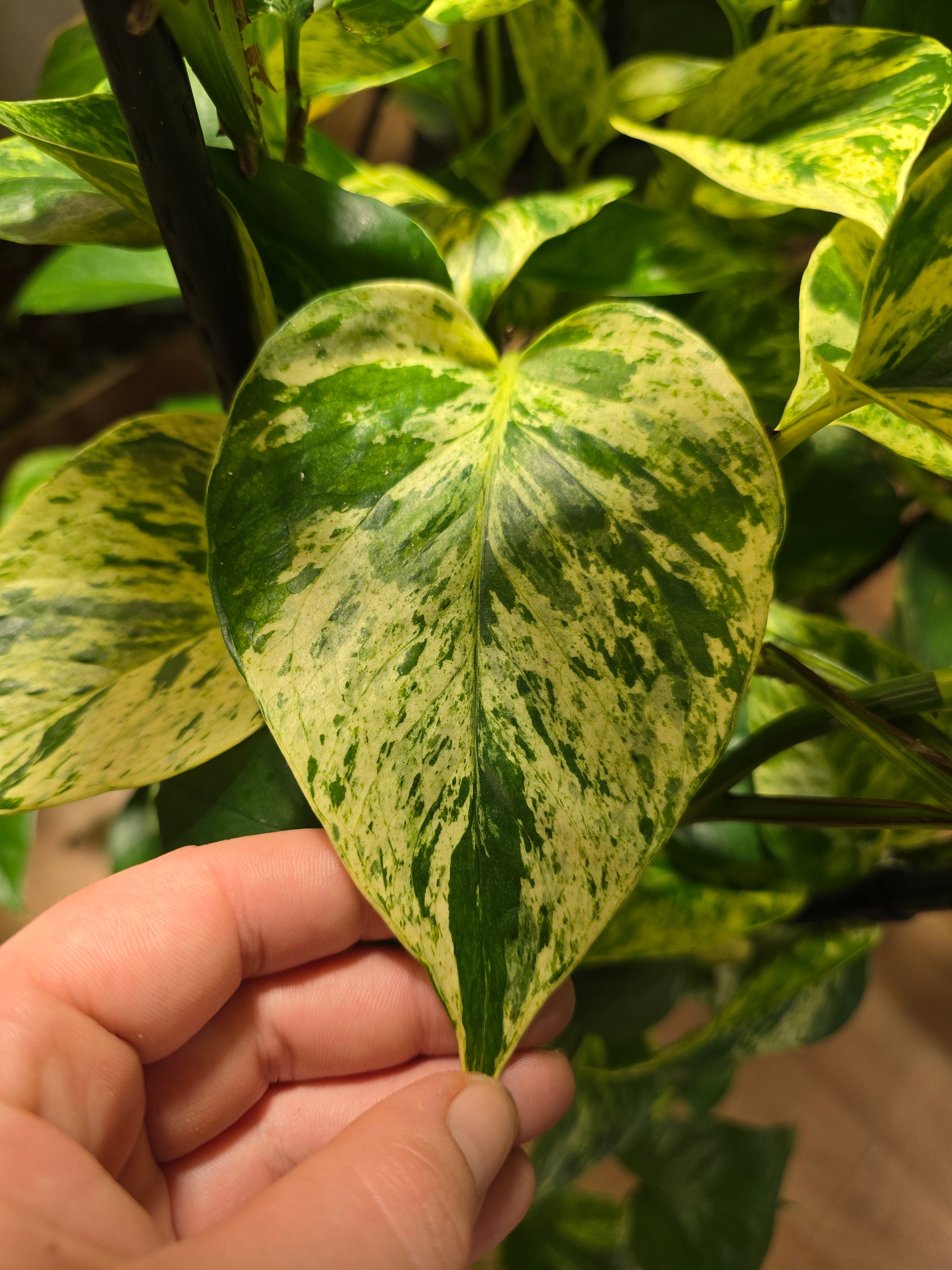 Epipremnum
