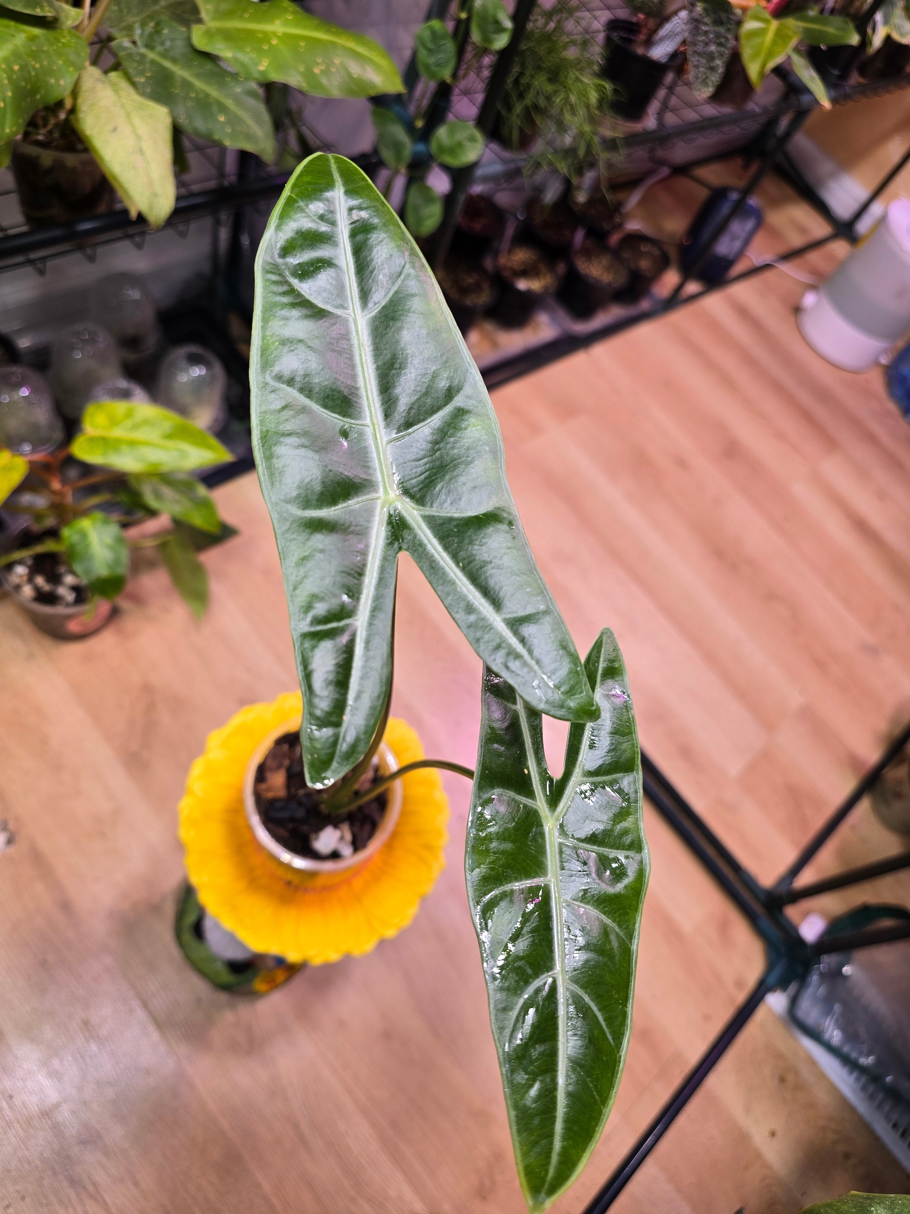 Alocasia
