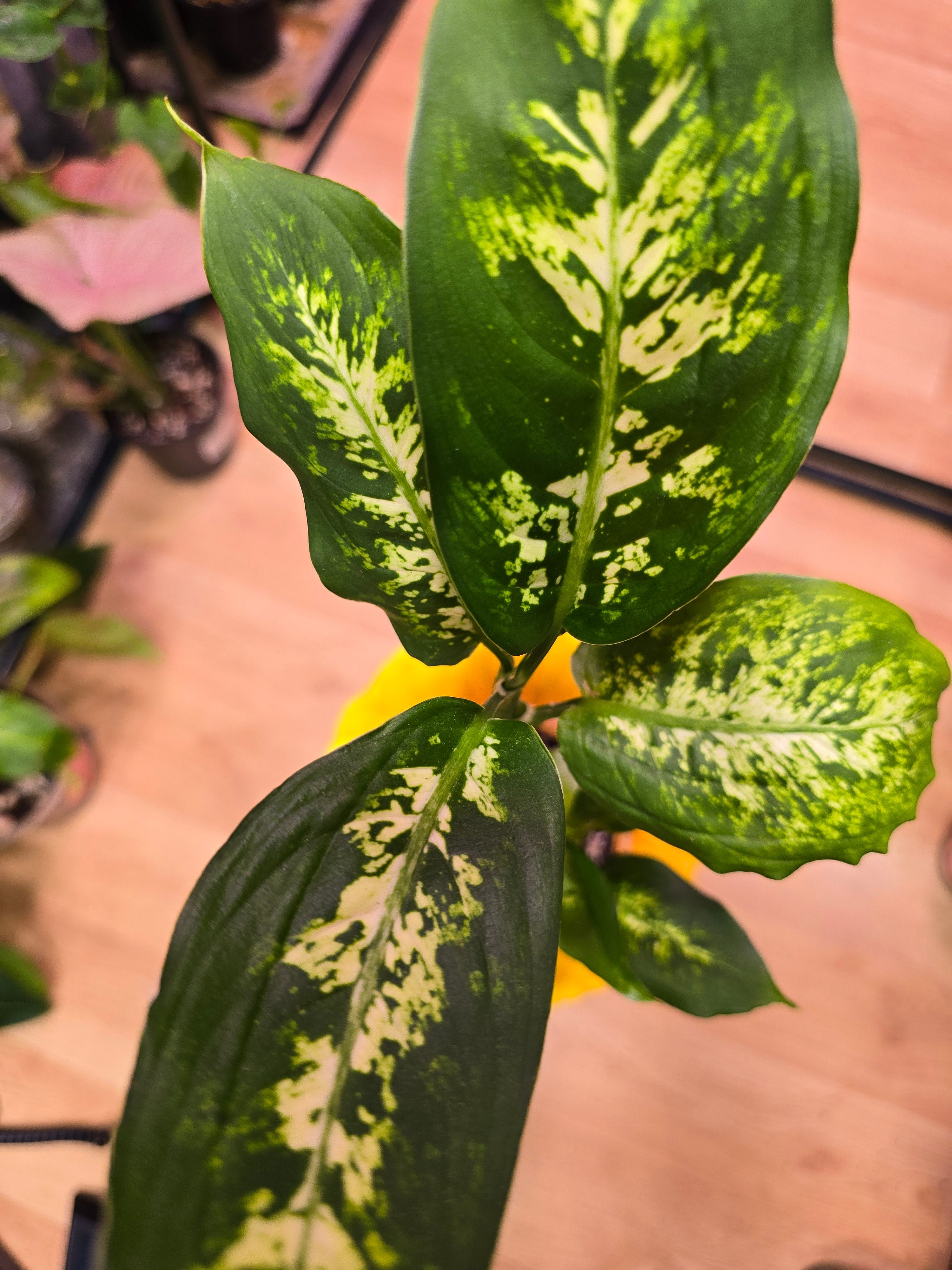 Dieffenbachia